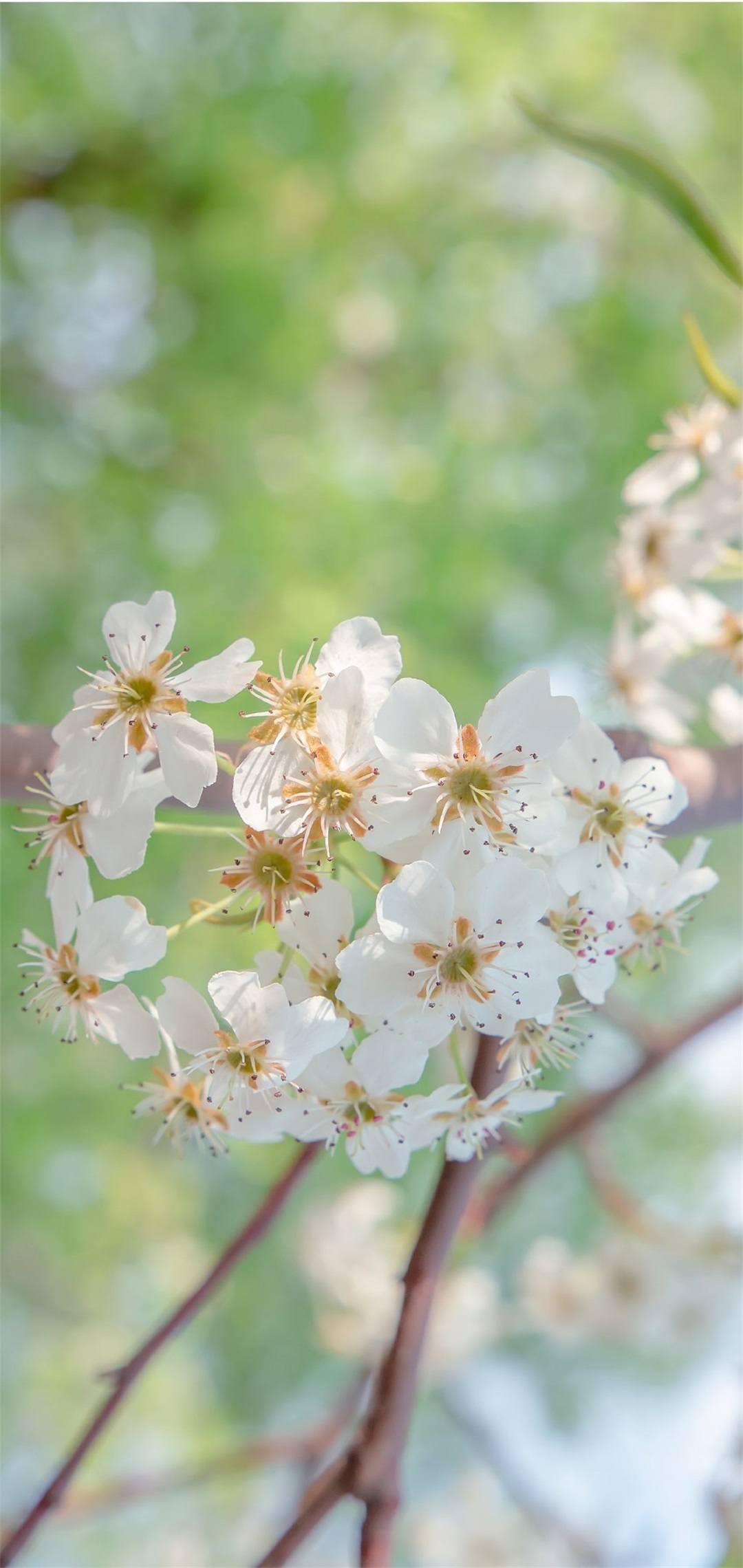 壁纸白底植物漫画壁纸预览