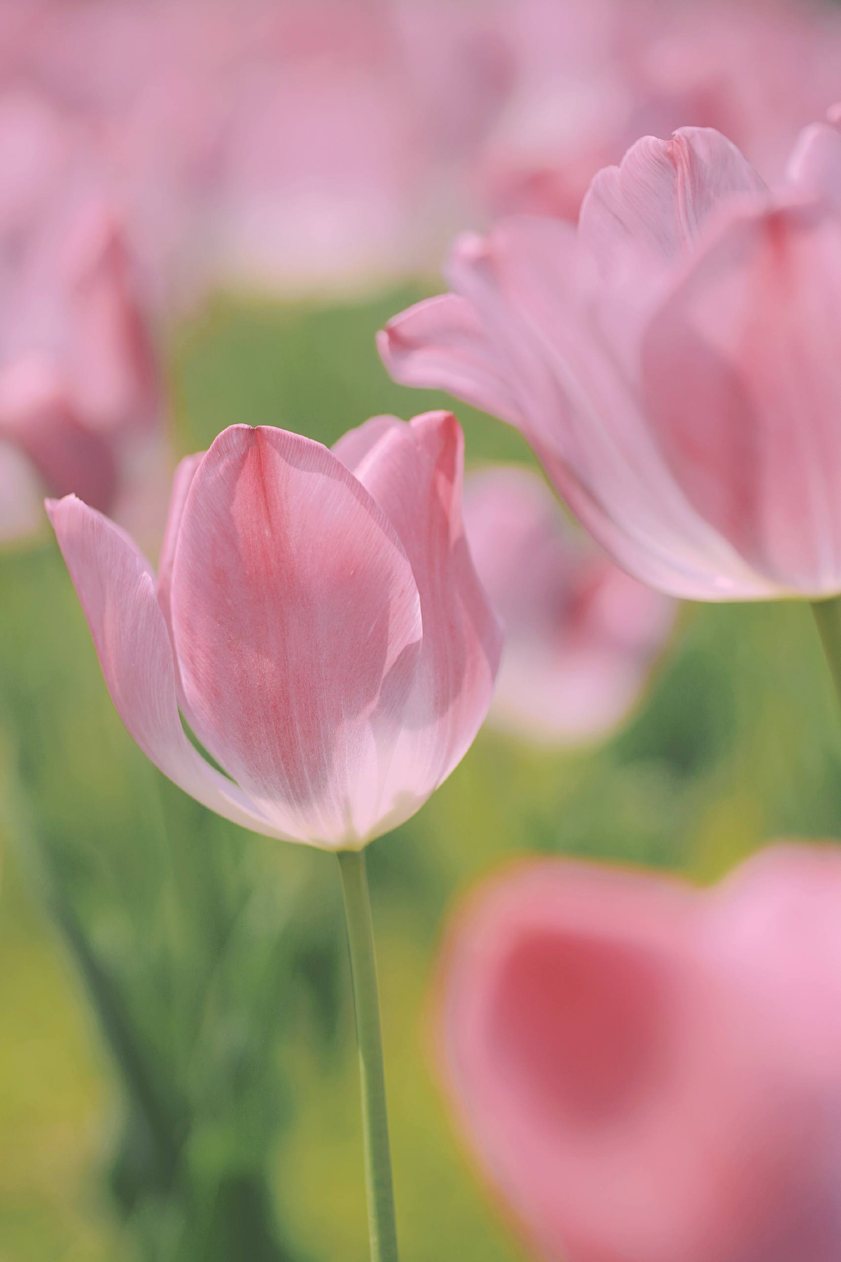 壁纸盆景植物插画素材壁纸预览