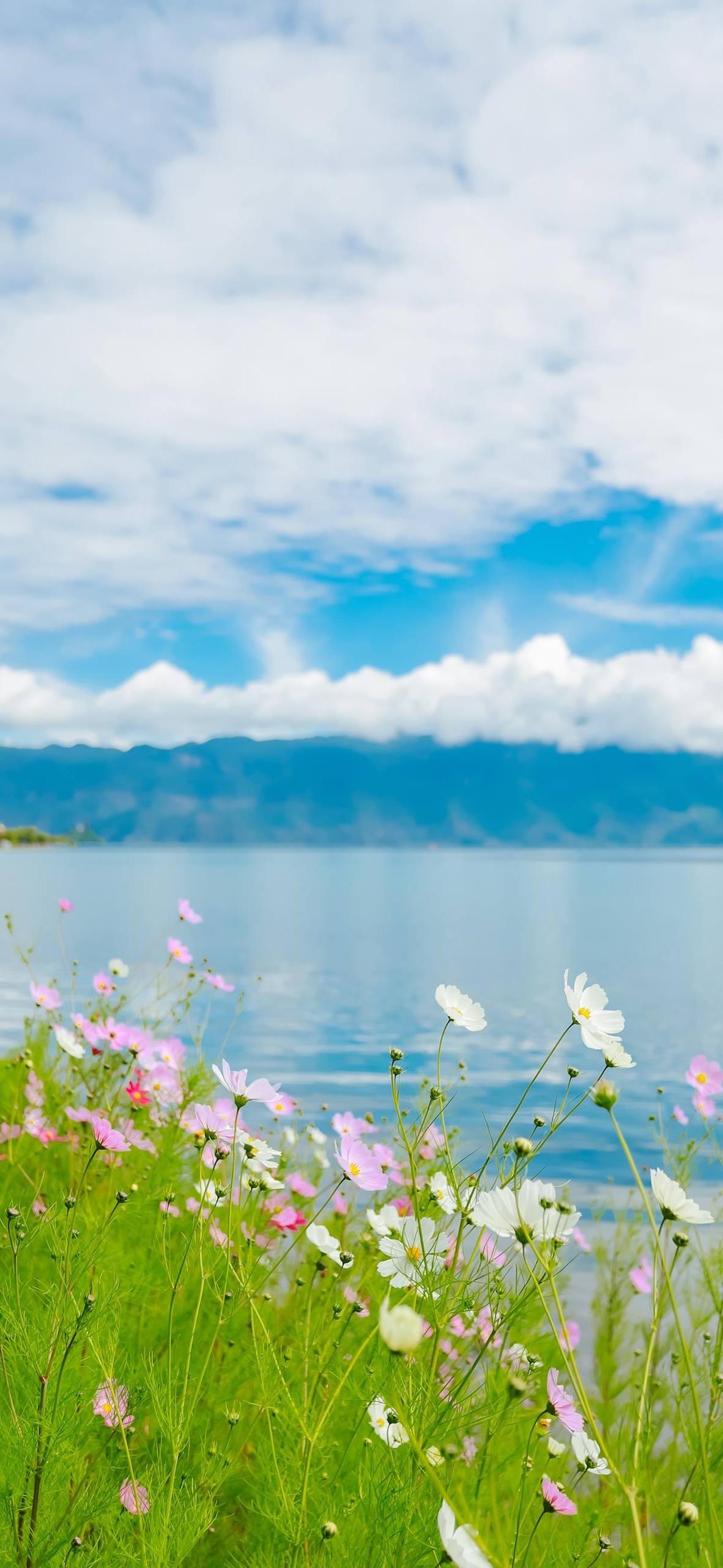 大树植物背景壁纸壁纸预览