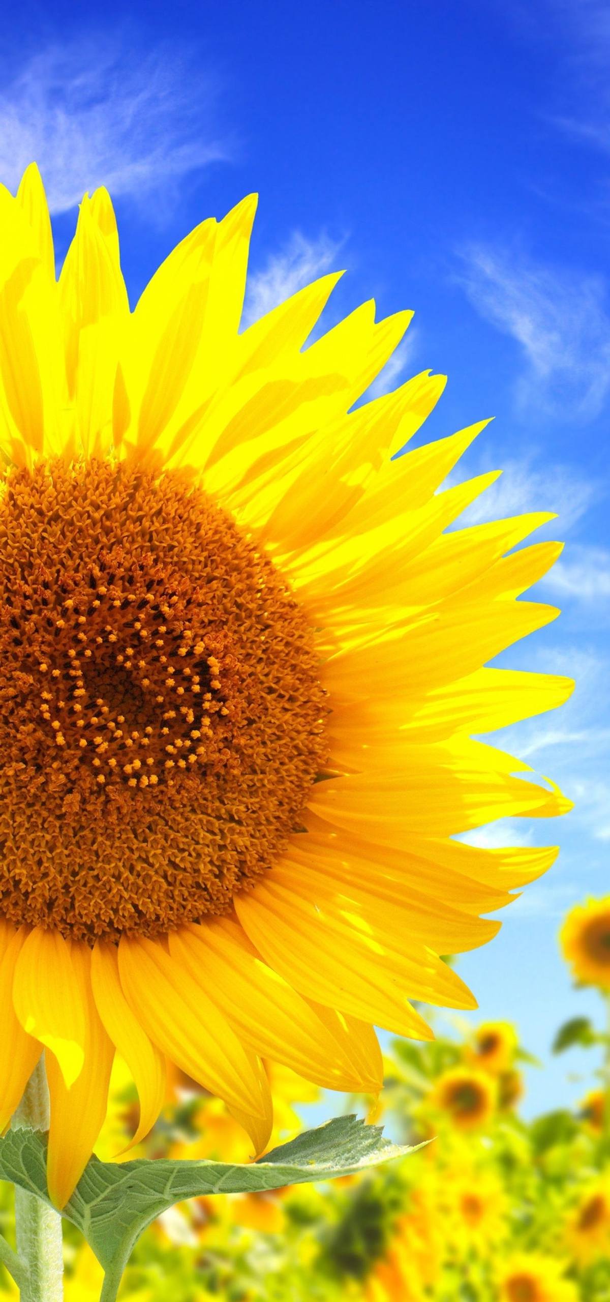 天然植物壁纸图片欣赏图壁纸预览