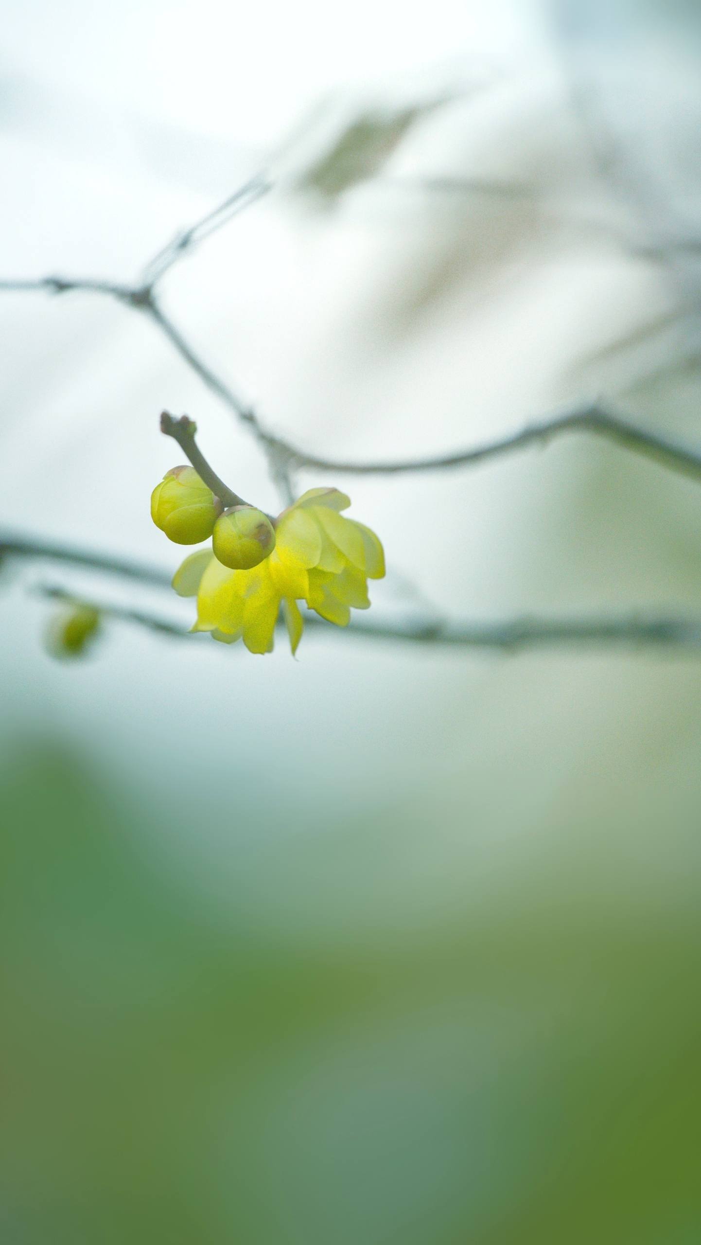 太阳花植物壁纸图片大全壁纸预览