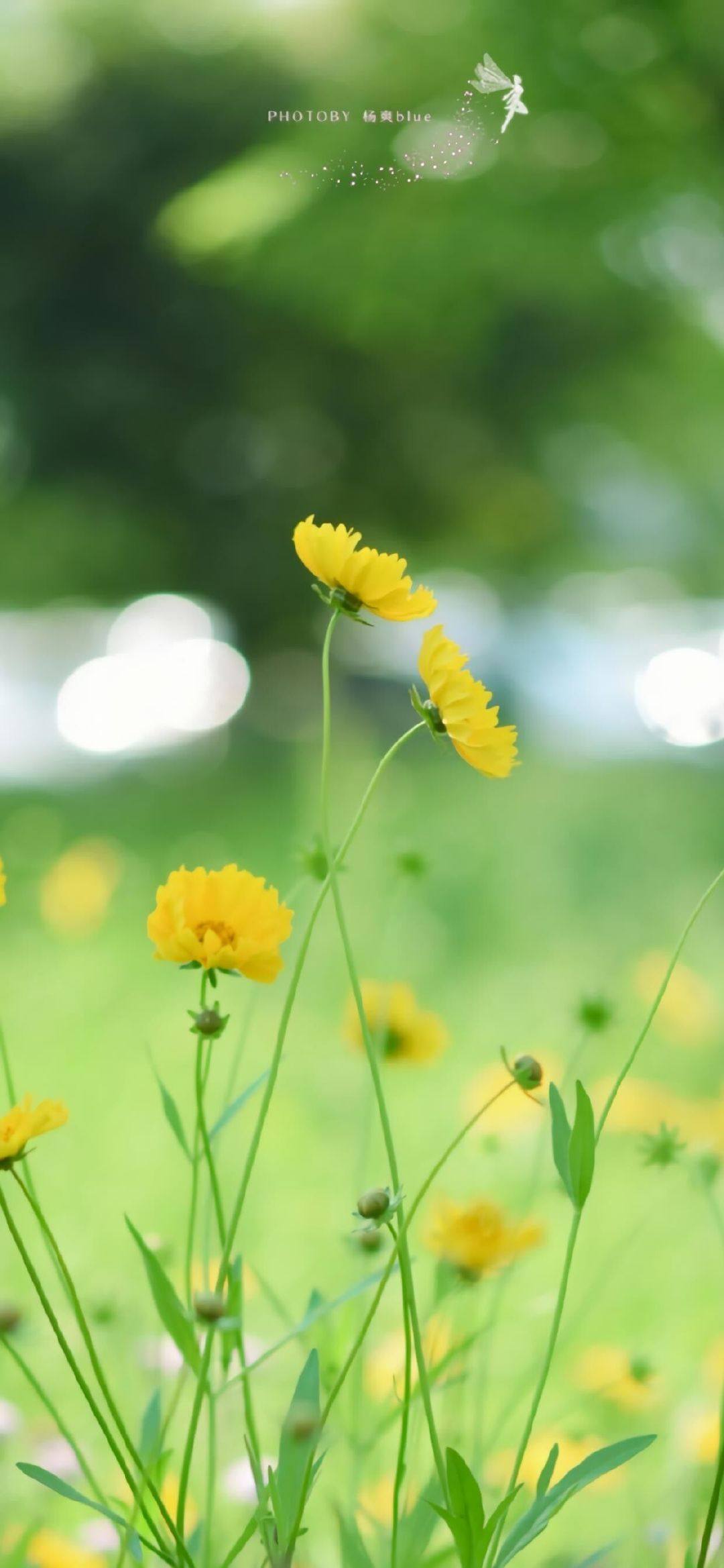 女生唯美植物壁纸动漫高清壁纸预览