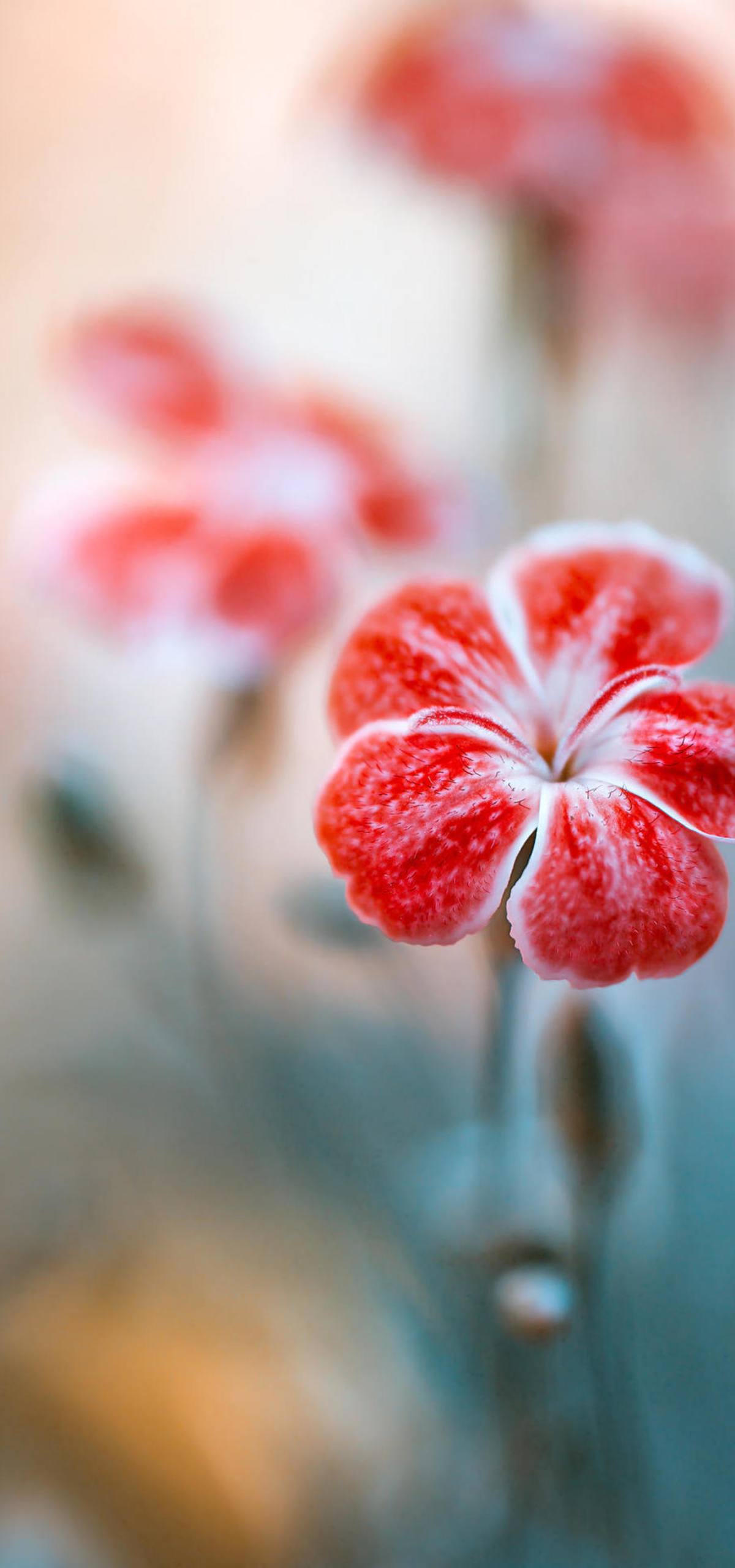 好看的植物漫画高清壁纸壁纸预览