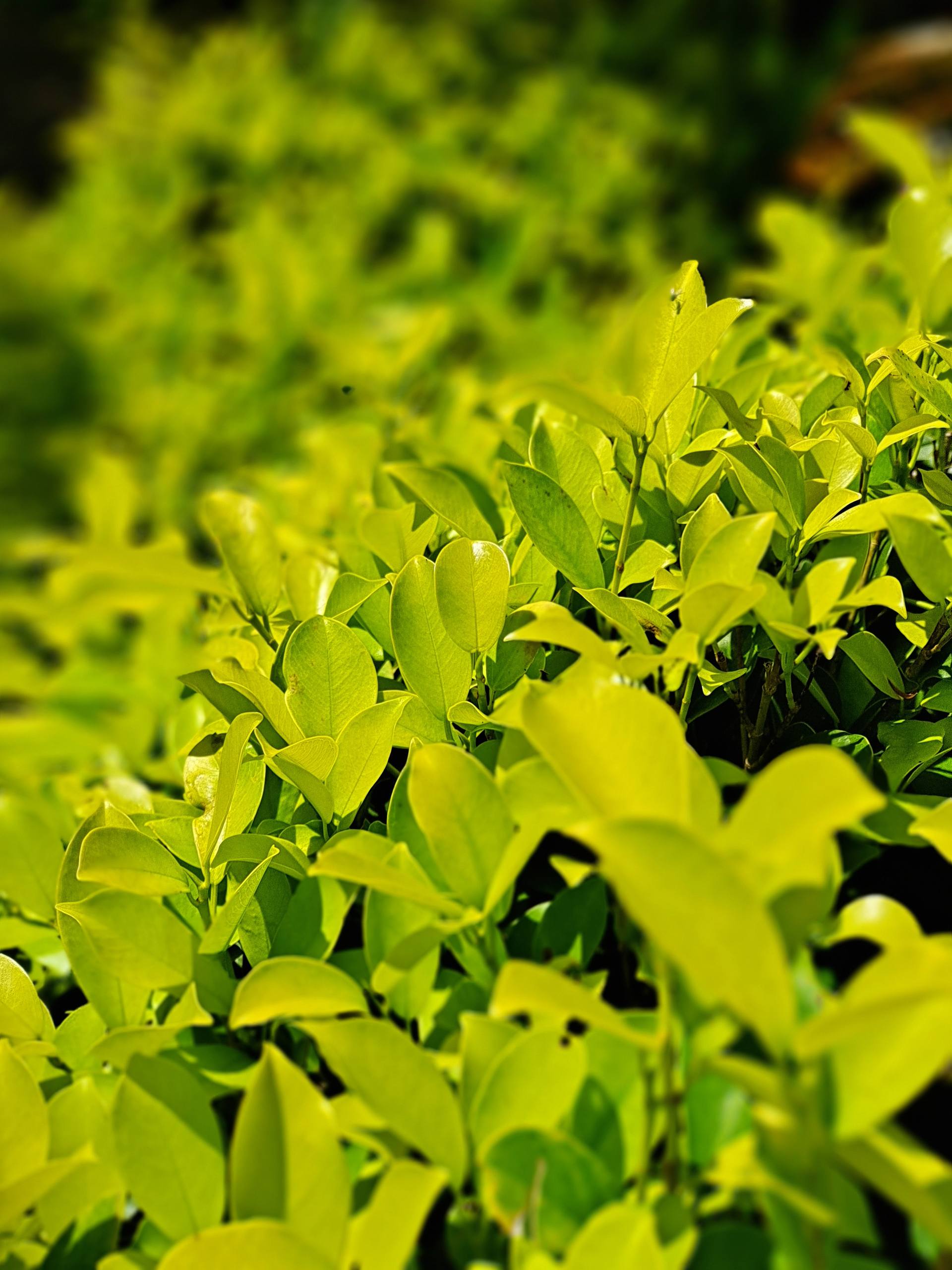 家里的植物壁纸壁纸预览