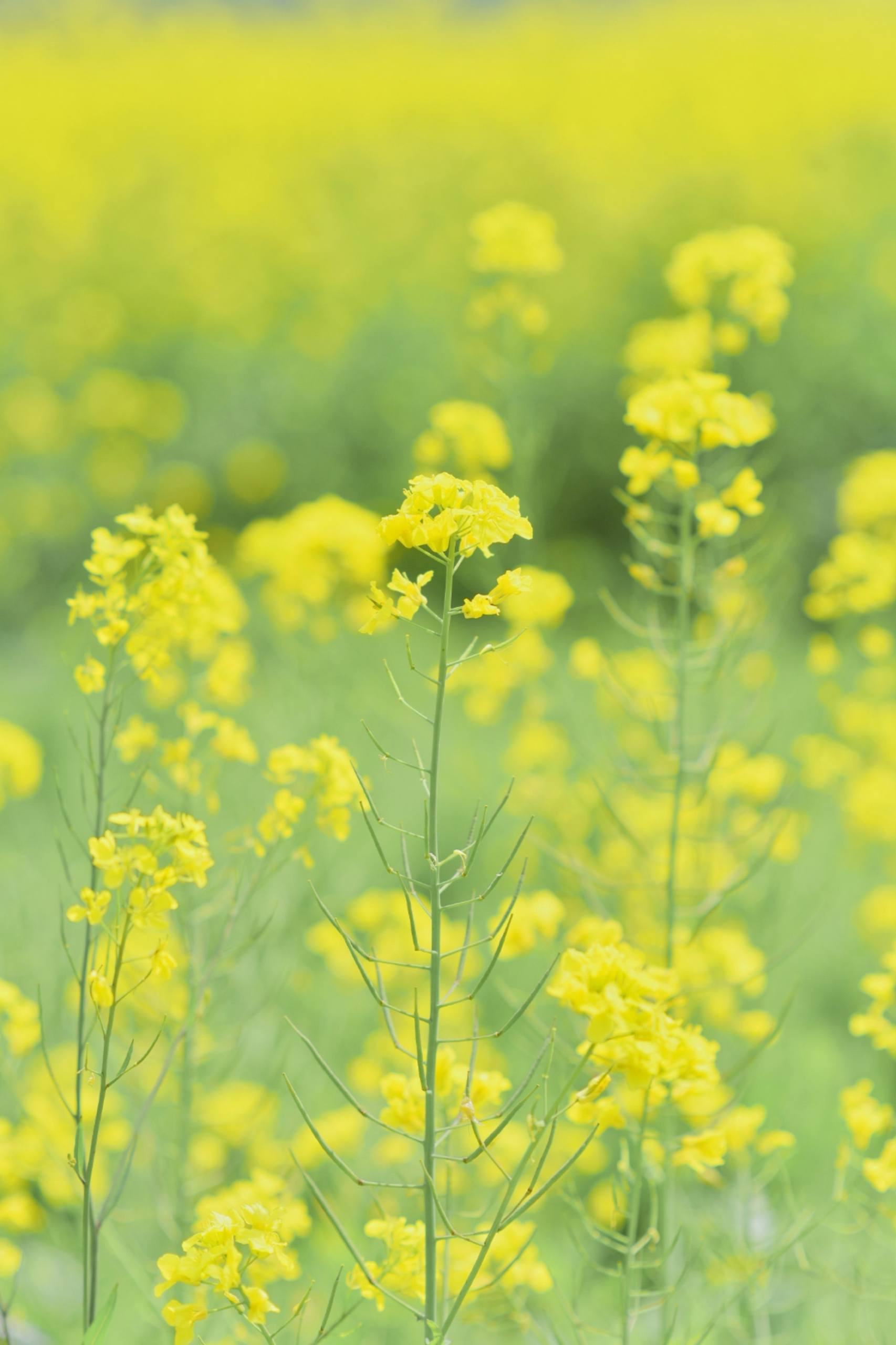 小清新植物壁纸图文大全壁纸预览