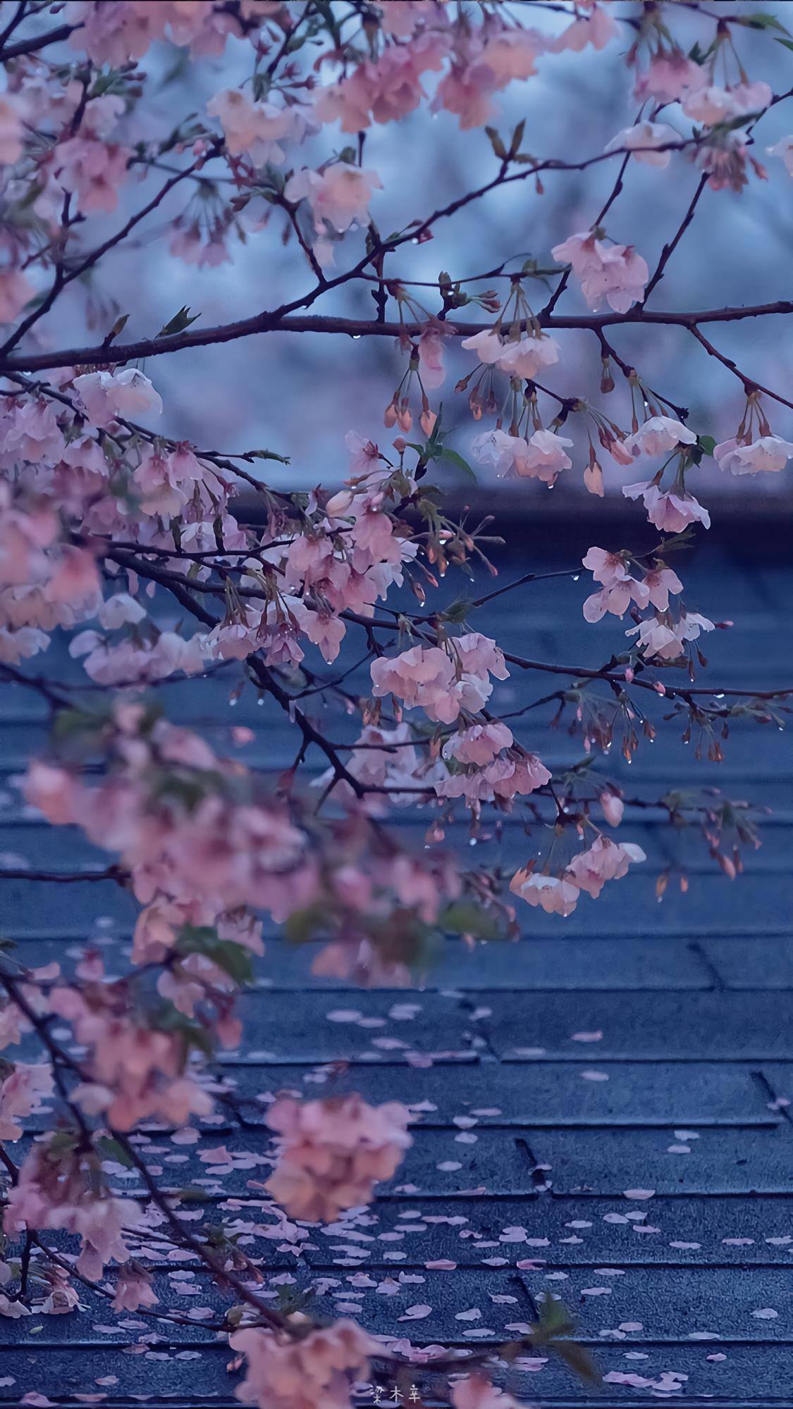 小清新植物贴图高清壁纸壁纸预览