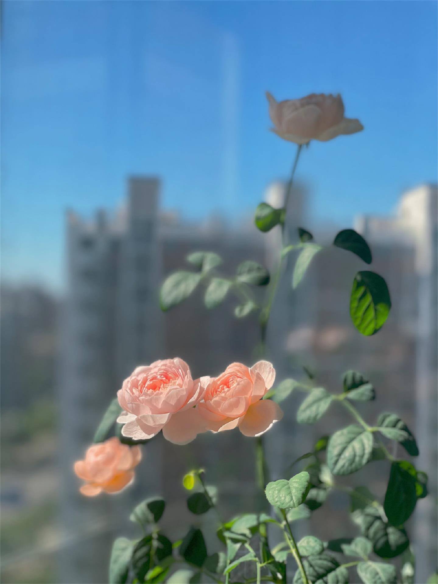 巨型植物高清图片壁纸壁纸预览