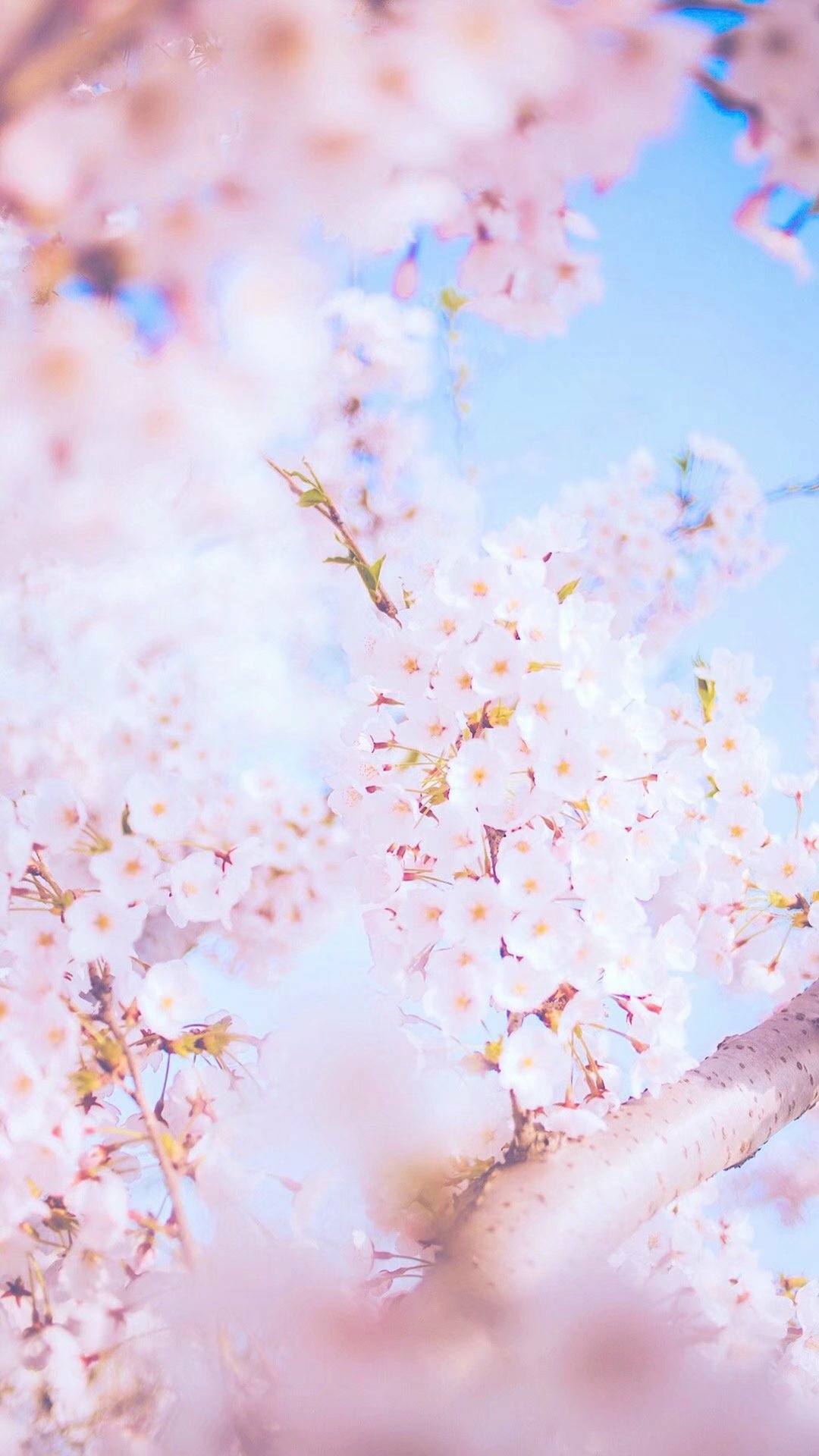 带有植物歌词壁纸的歌壁纸预览