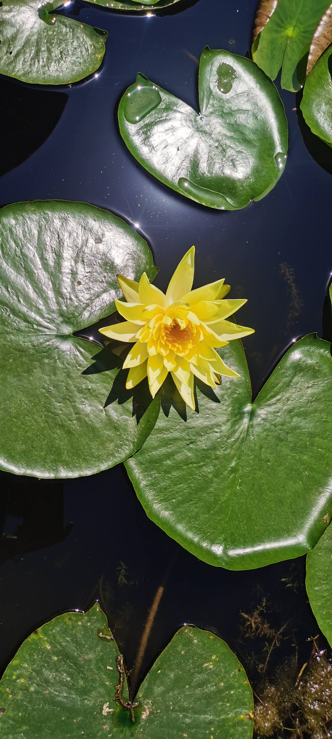 我想看植物公主壁纸下载壁纸预览