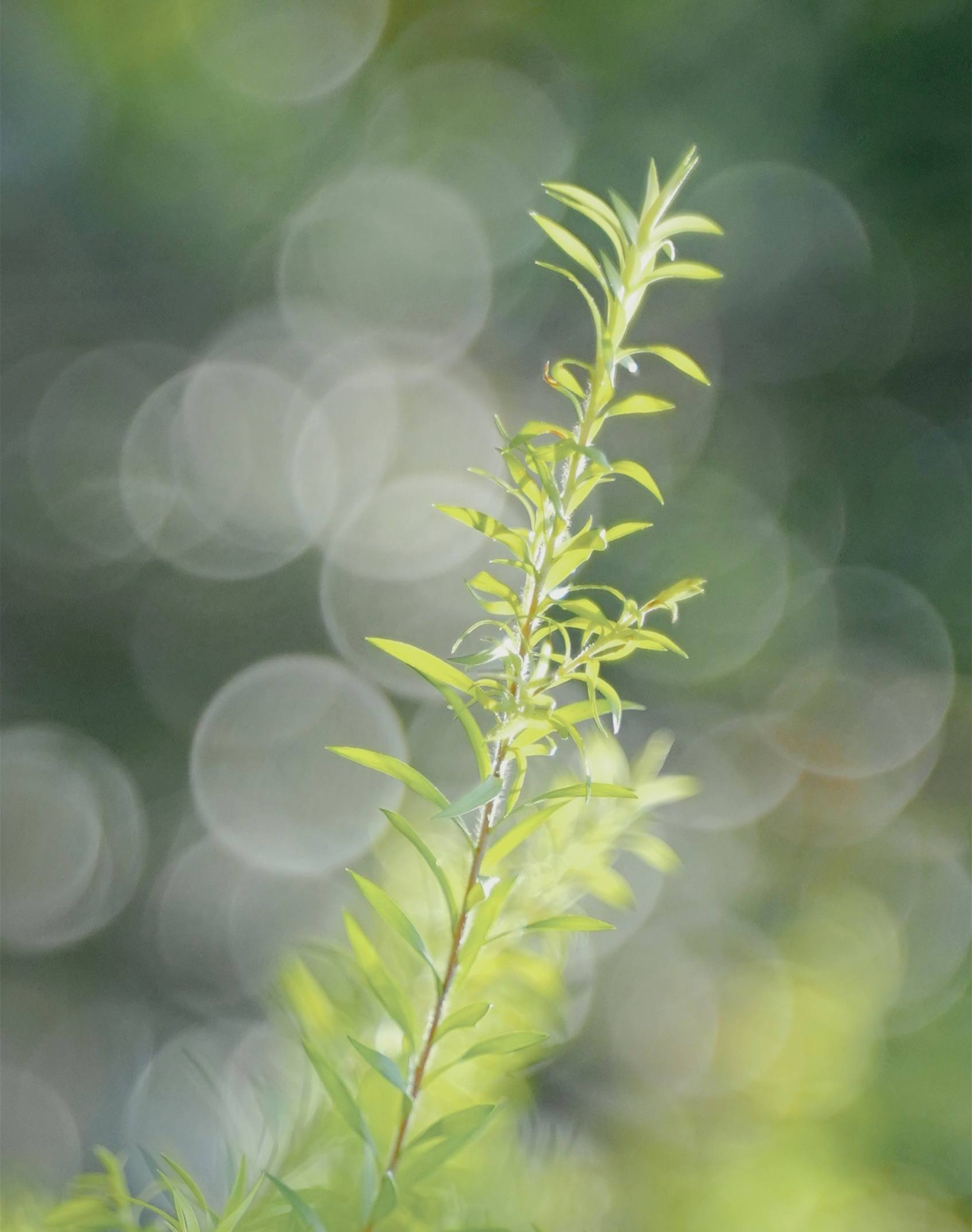 手机壁纸植物君子兰壁纸预览