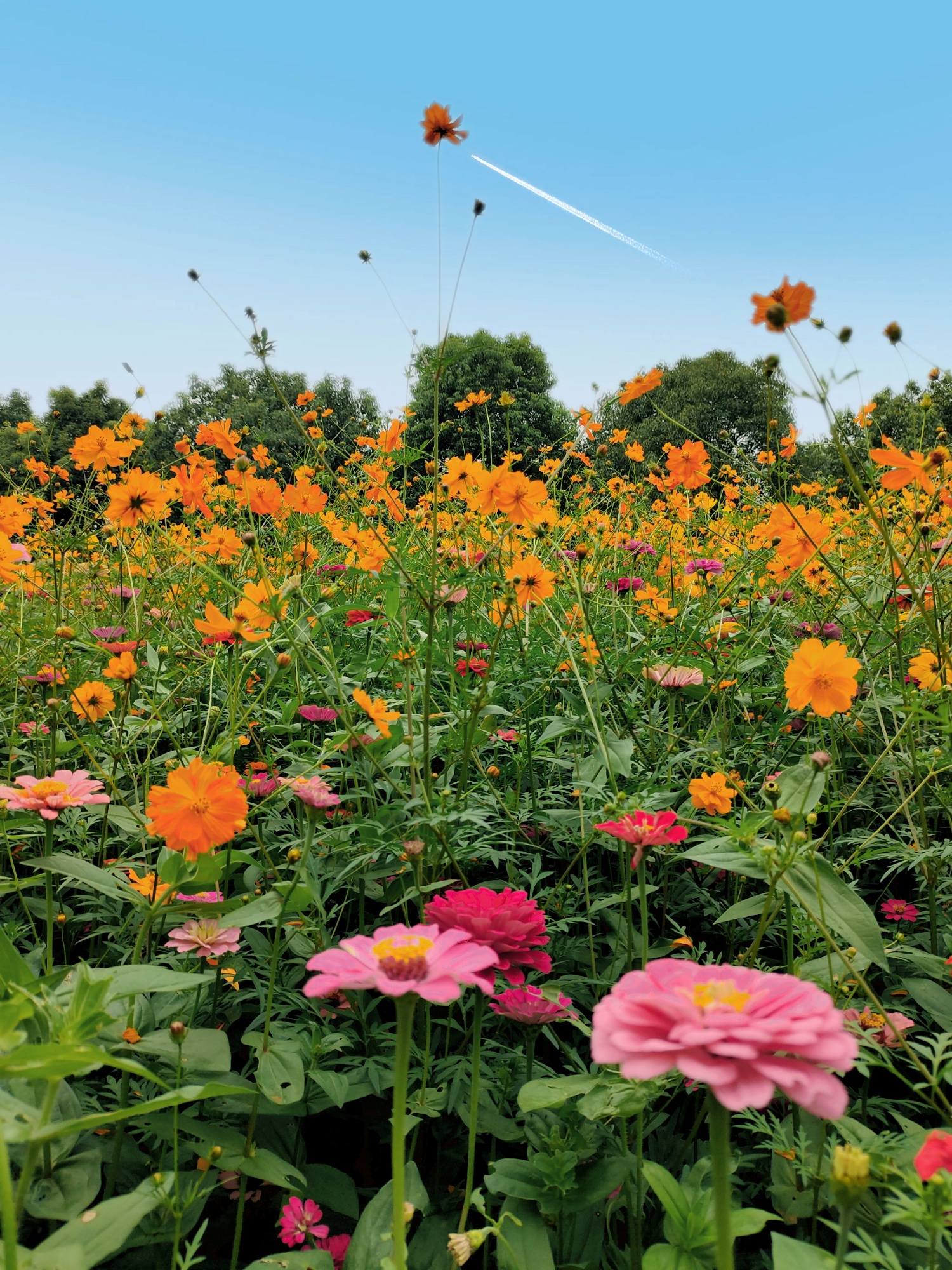 手机植物水滴壁纸壁纸预览