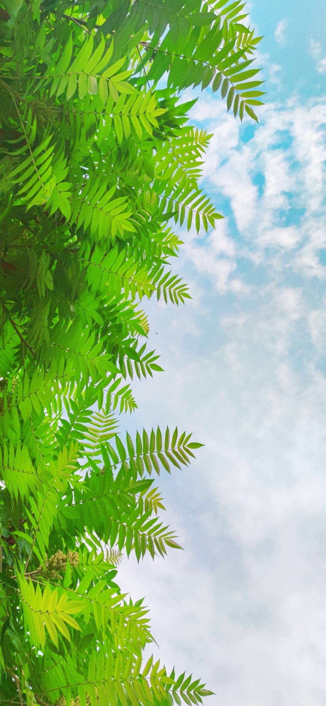 拍植物做壁纸怎么拍好看壁纸预览