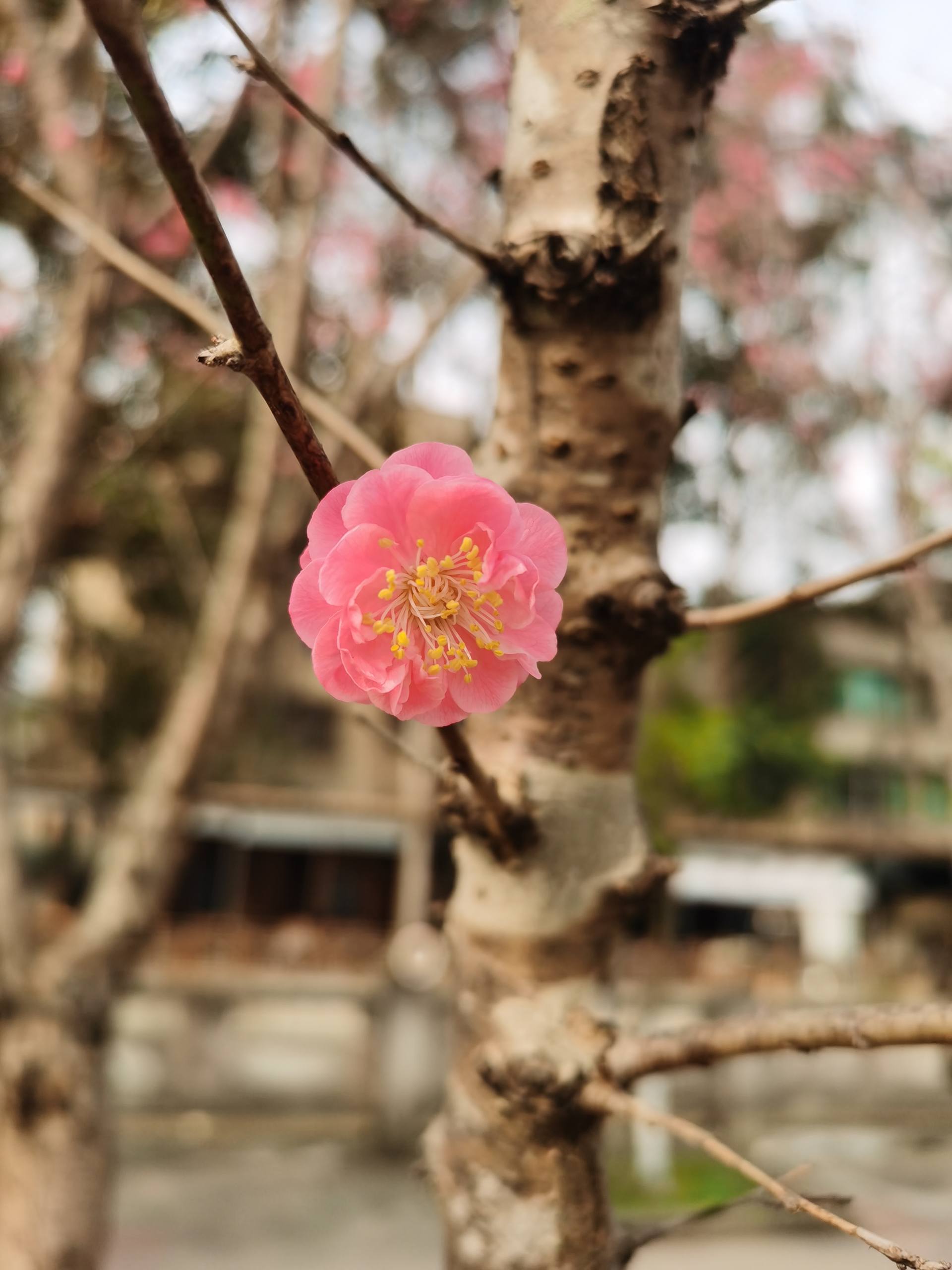无水印壁纸园艺植物图壁纸预览