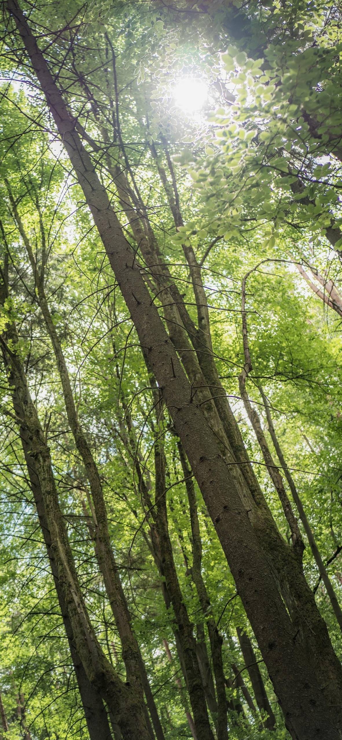 暗系植物背景图高清壁纸壁纸预览