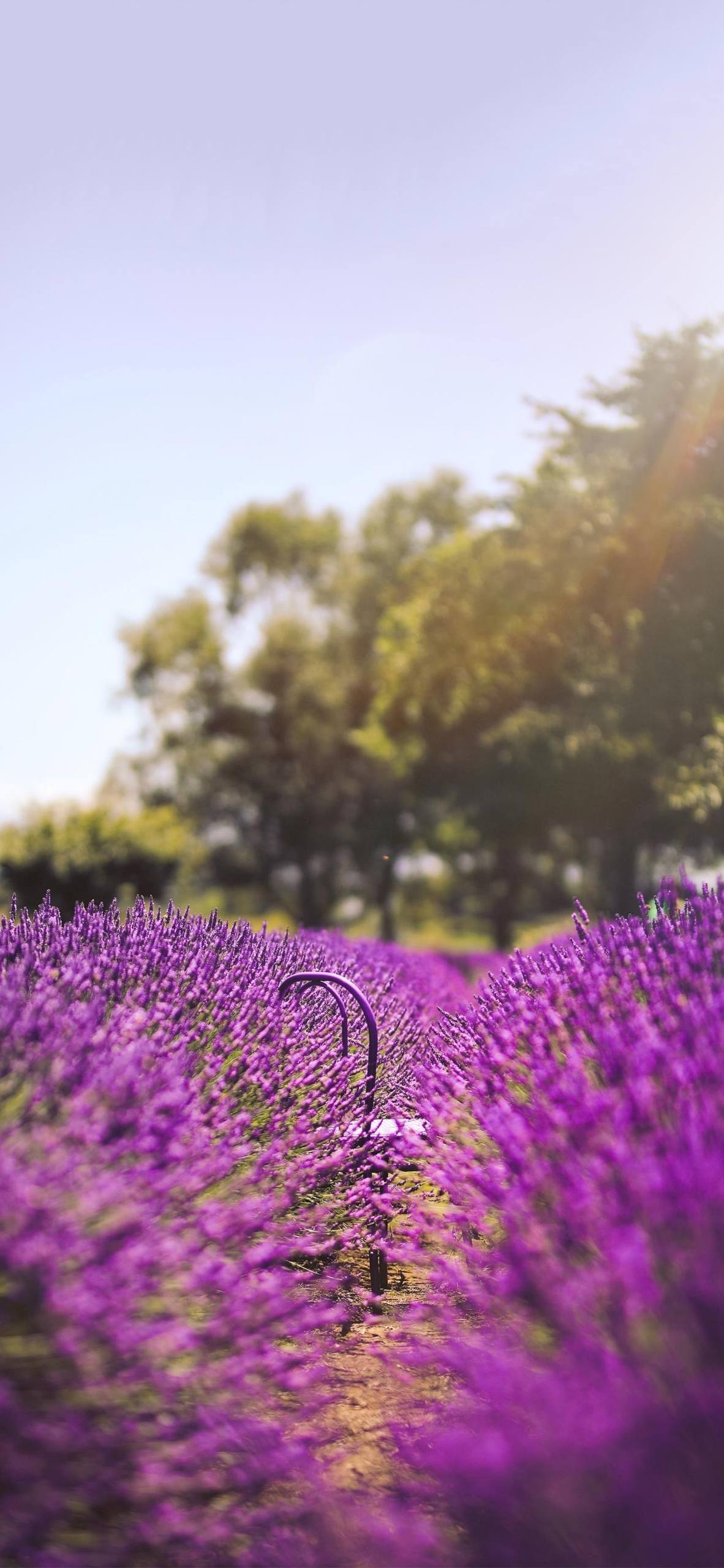 最美动态植物幼苗壁纸壁纸预览