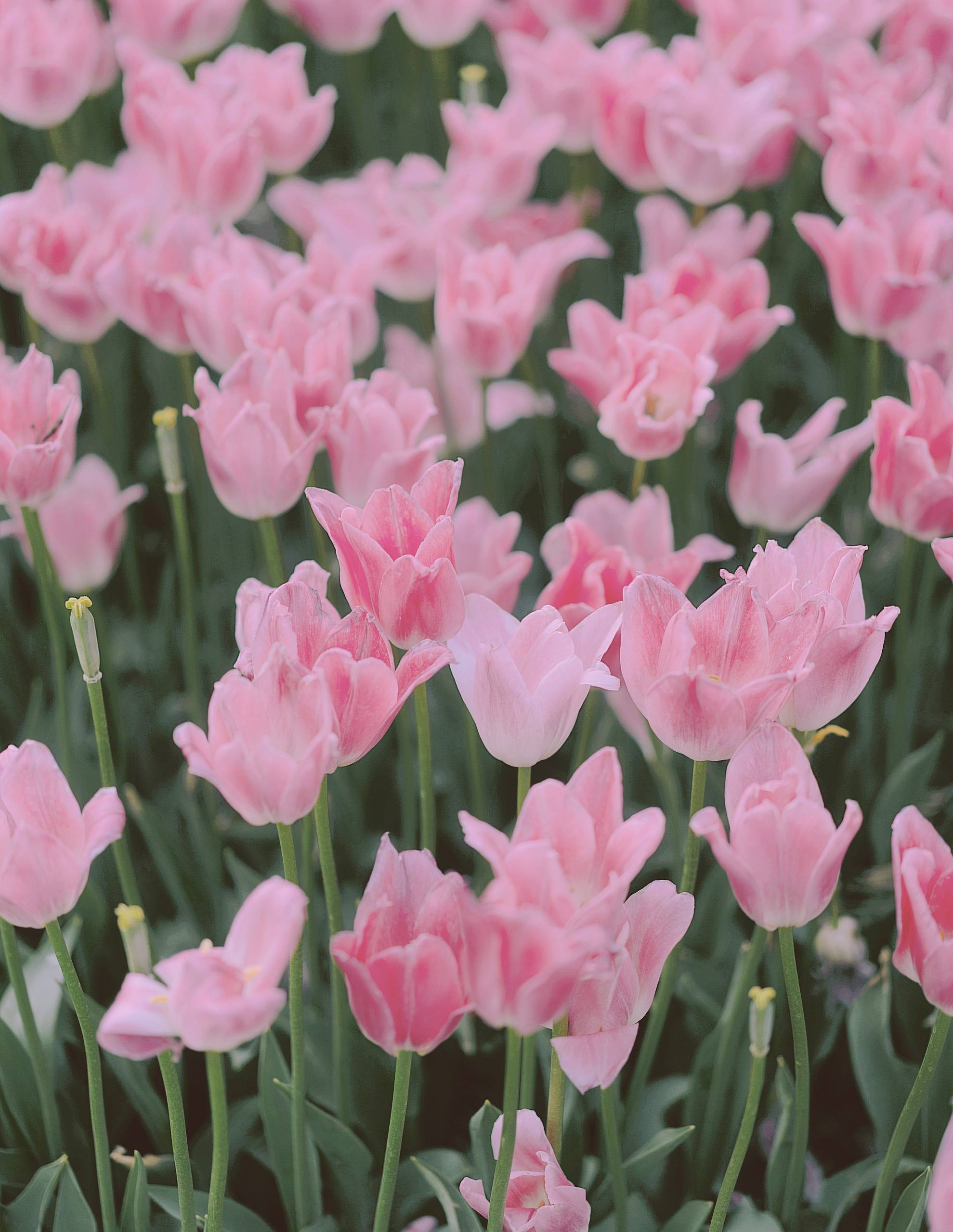 杭州植物园壁纸图壁纸预览