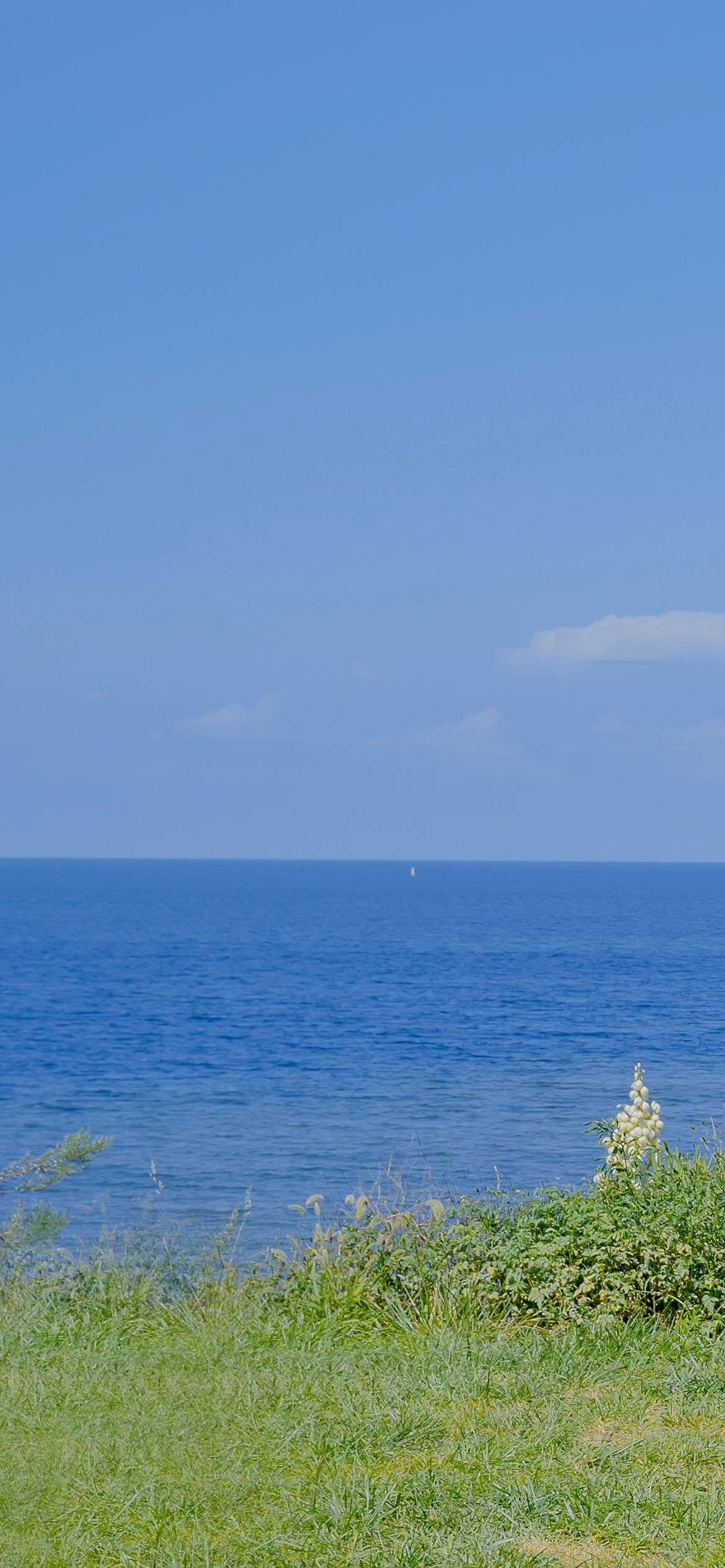枯萎的植物动漫图片壁纸壁纸预览