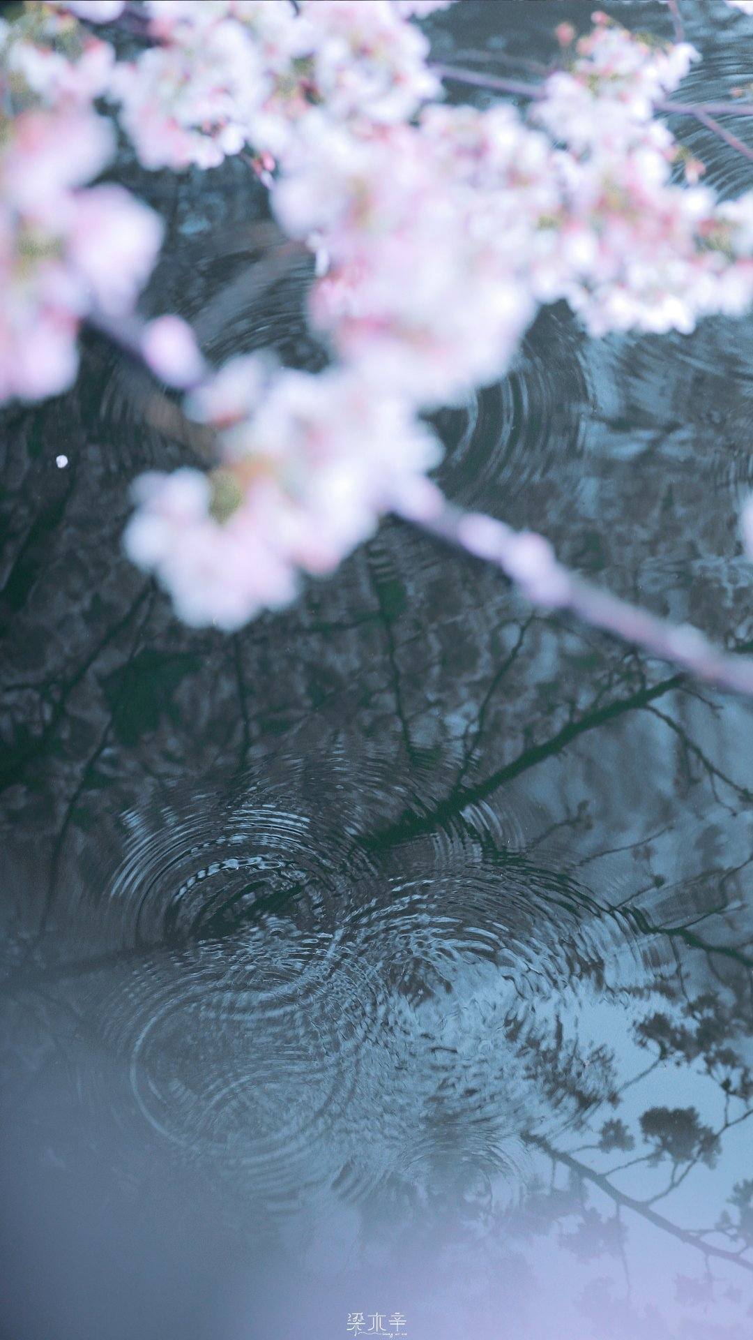 梦幻露水植物壁纸图片壁纸预览