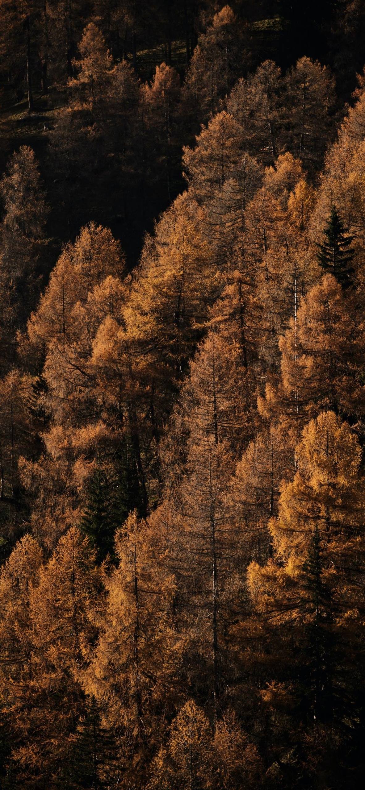 森林系列植物壁纸图片壁纸预览