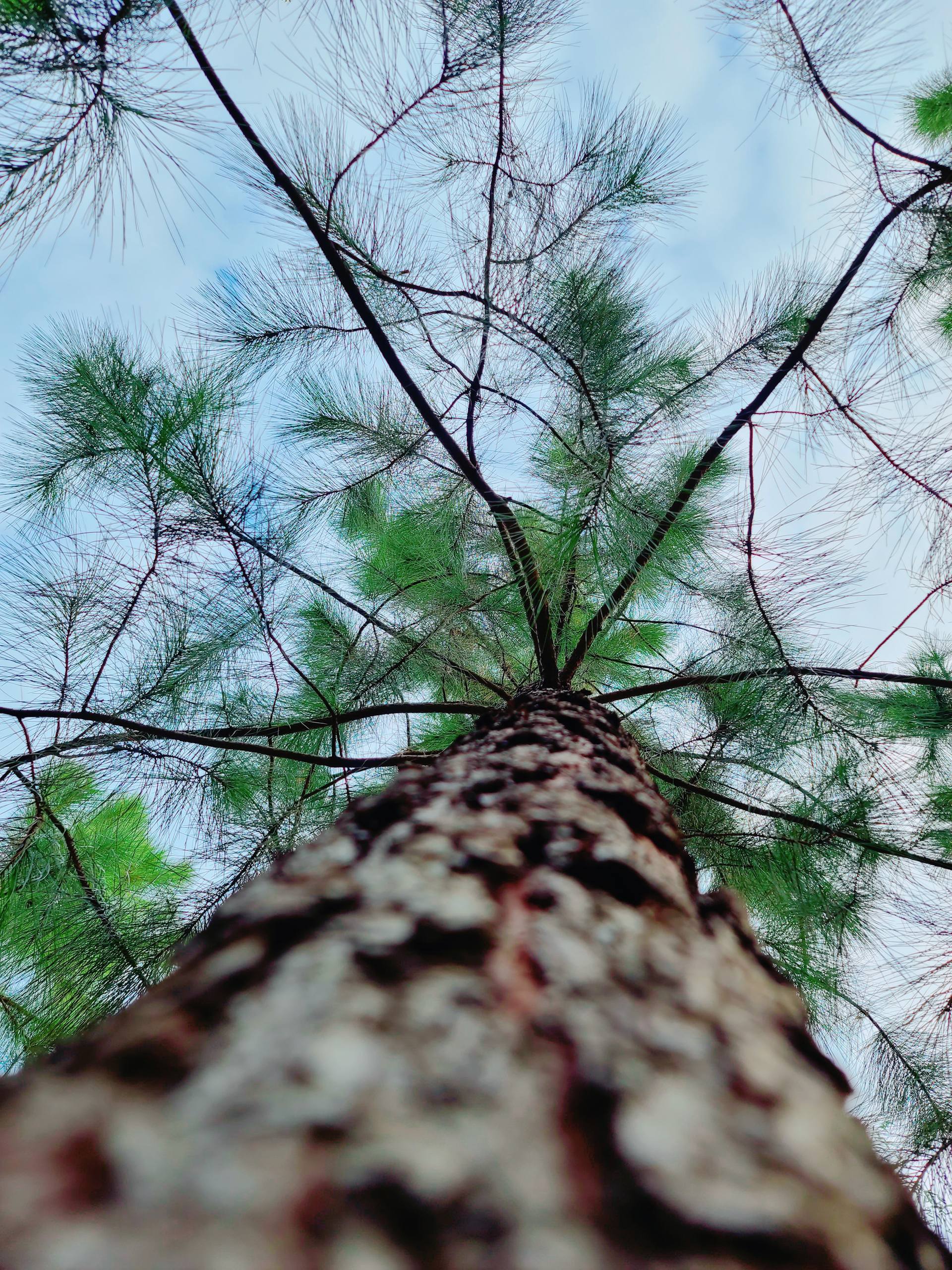 植物之殇图片壁纸竖屏壁纸预览