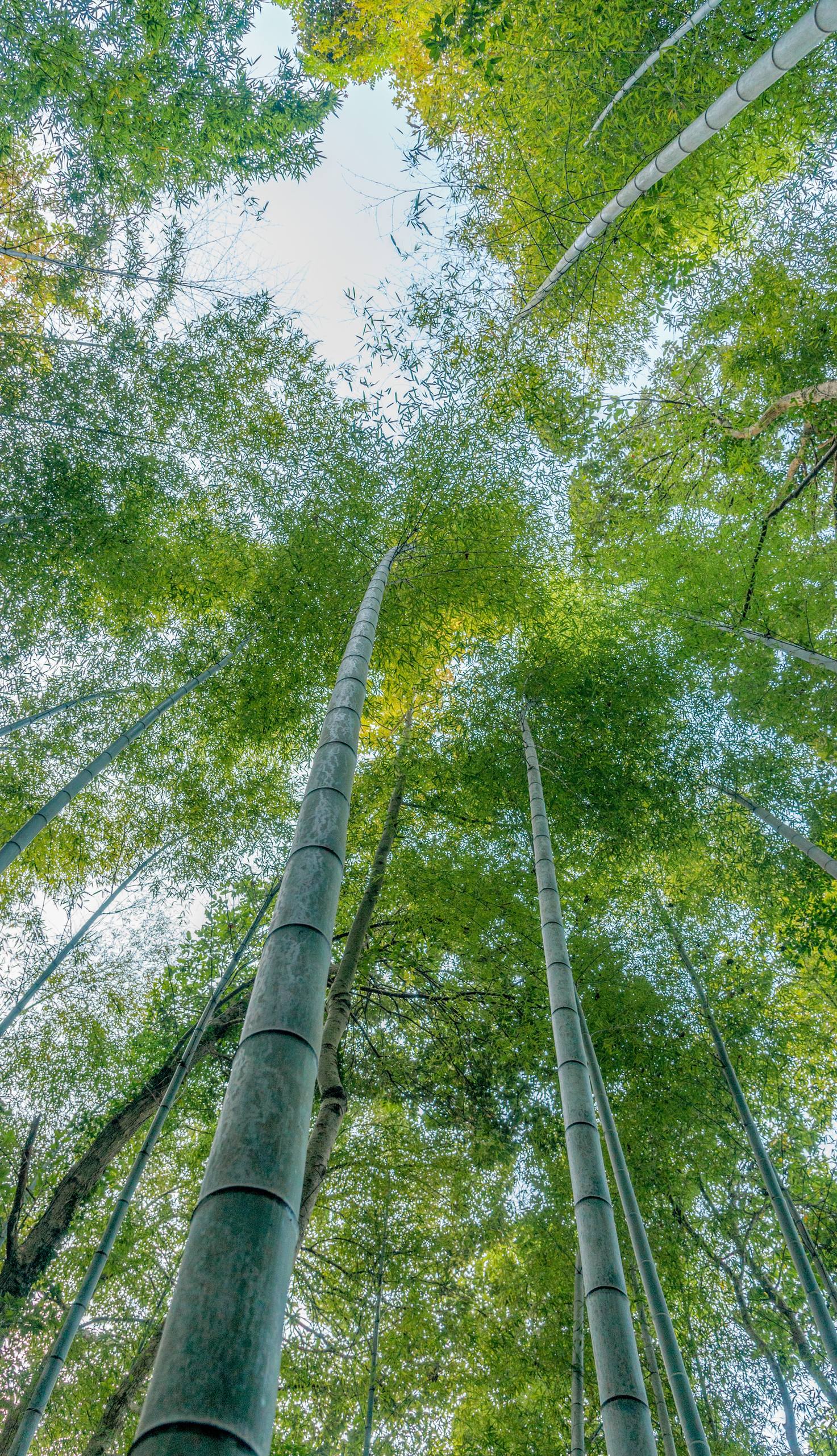 植物人动漫壁纸二次元壁纸预览