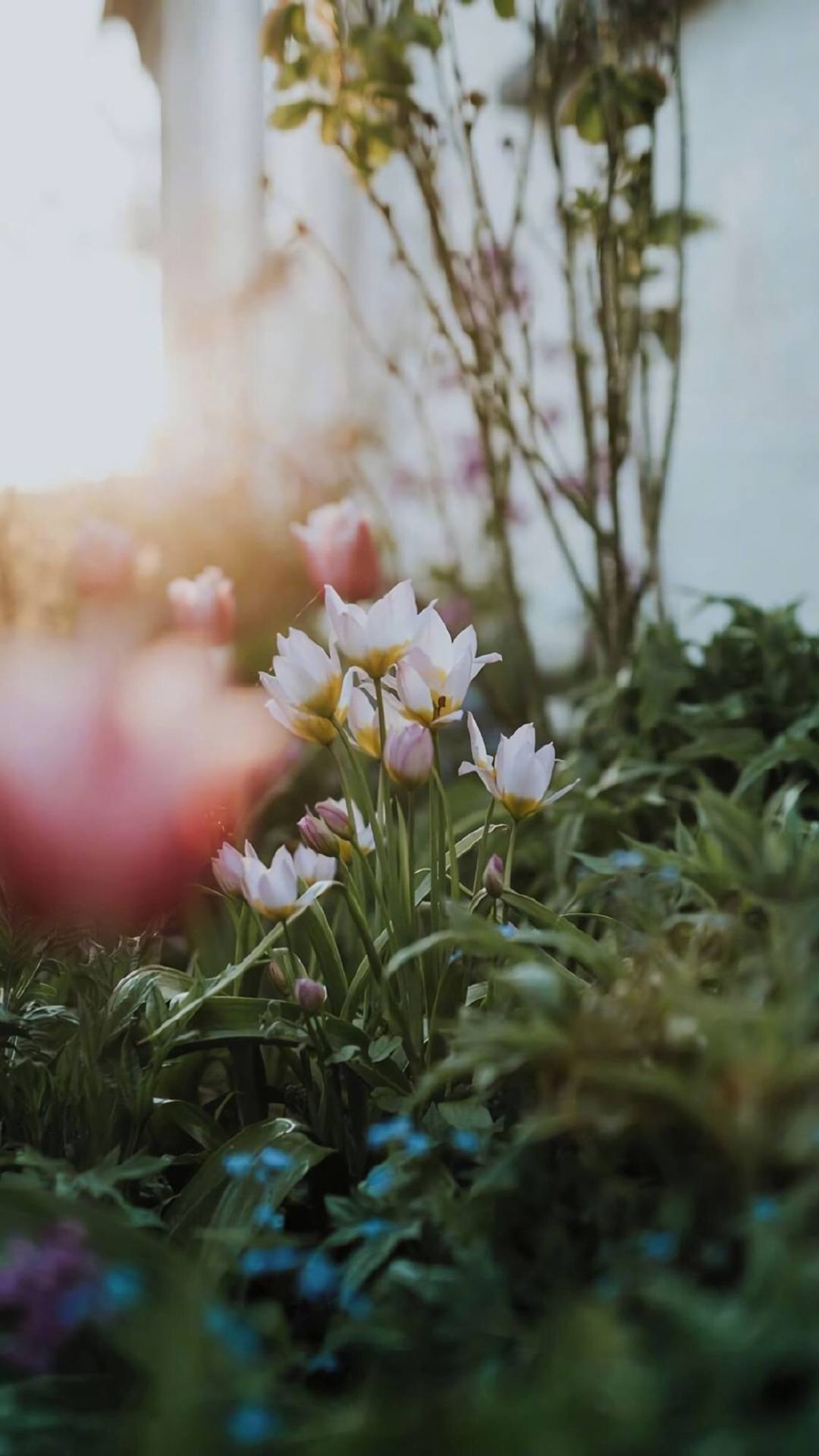 植物人动漫壁纸黑白女孩壁纸预览
