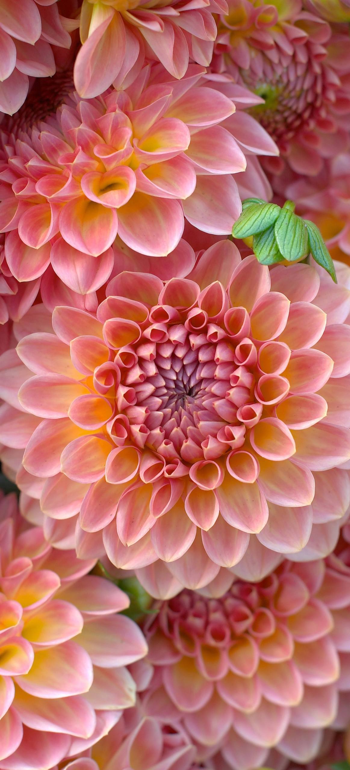 植物介绍卡壁纸怎么做壁纸预览