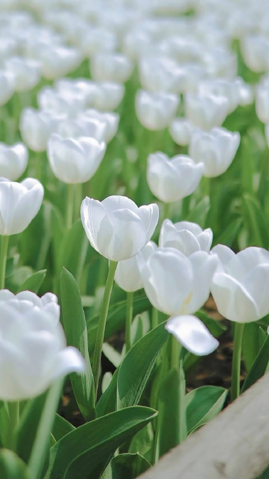 植物仿生壁纸高清图片壁纸预览