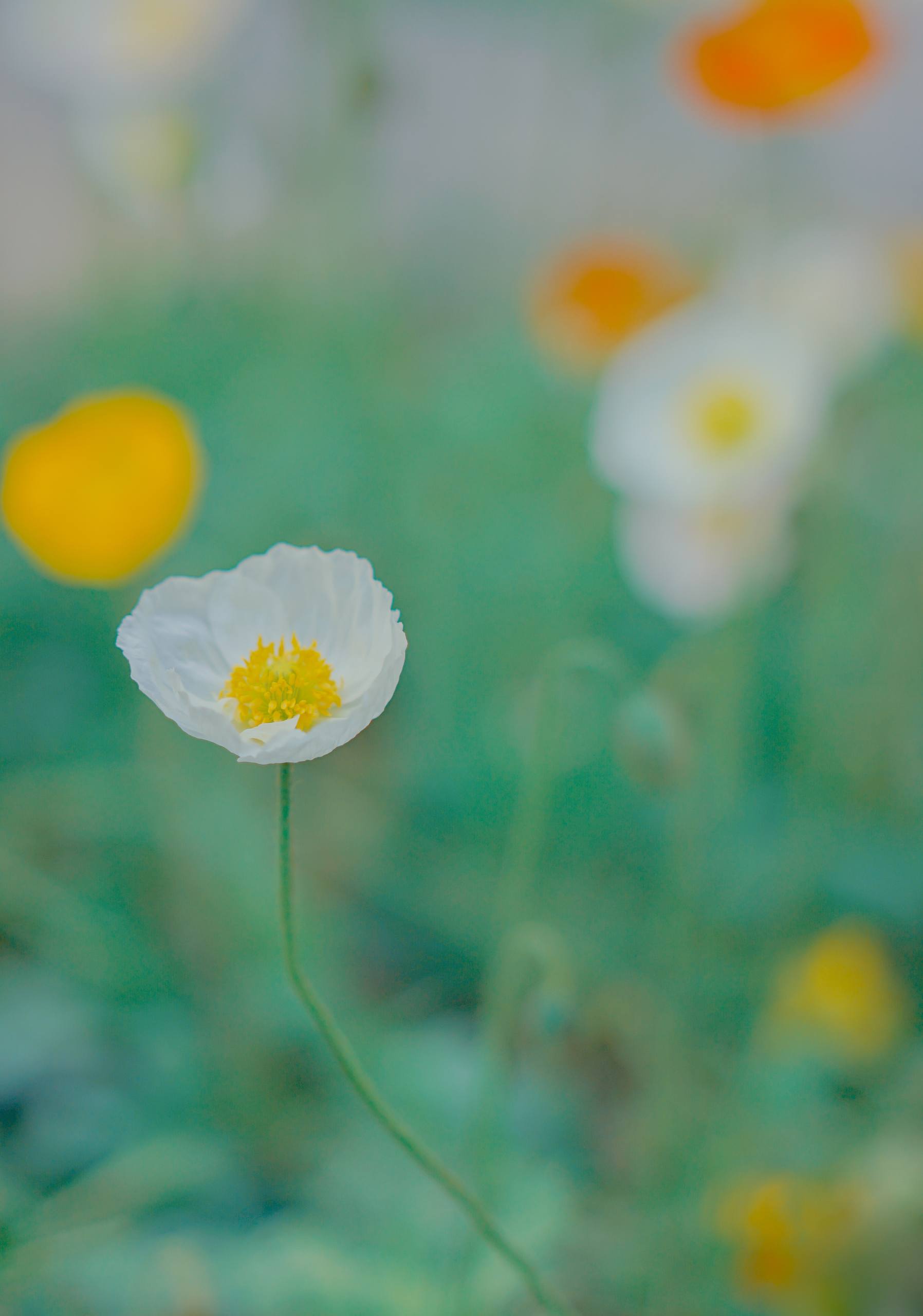 植物侦探团壁纸壁纸预览