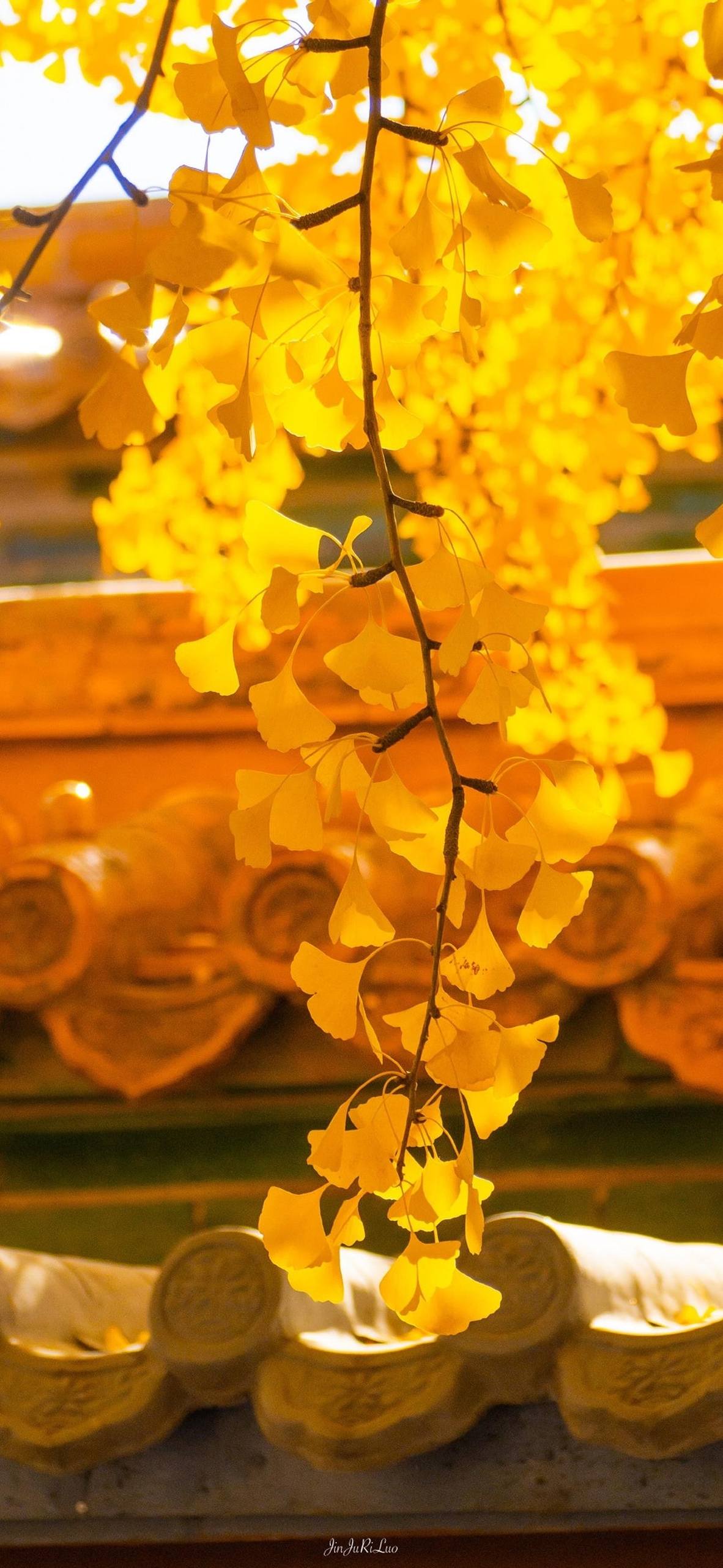 植物倒影手机壁纸壁纸预览