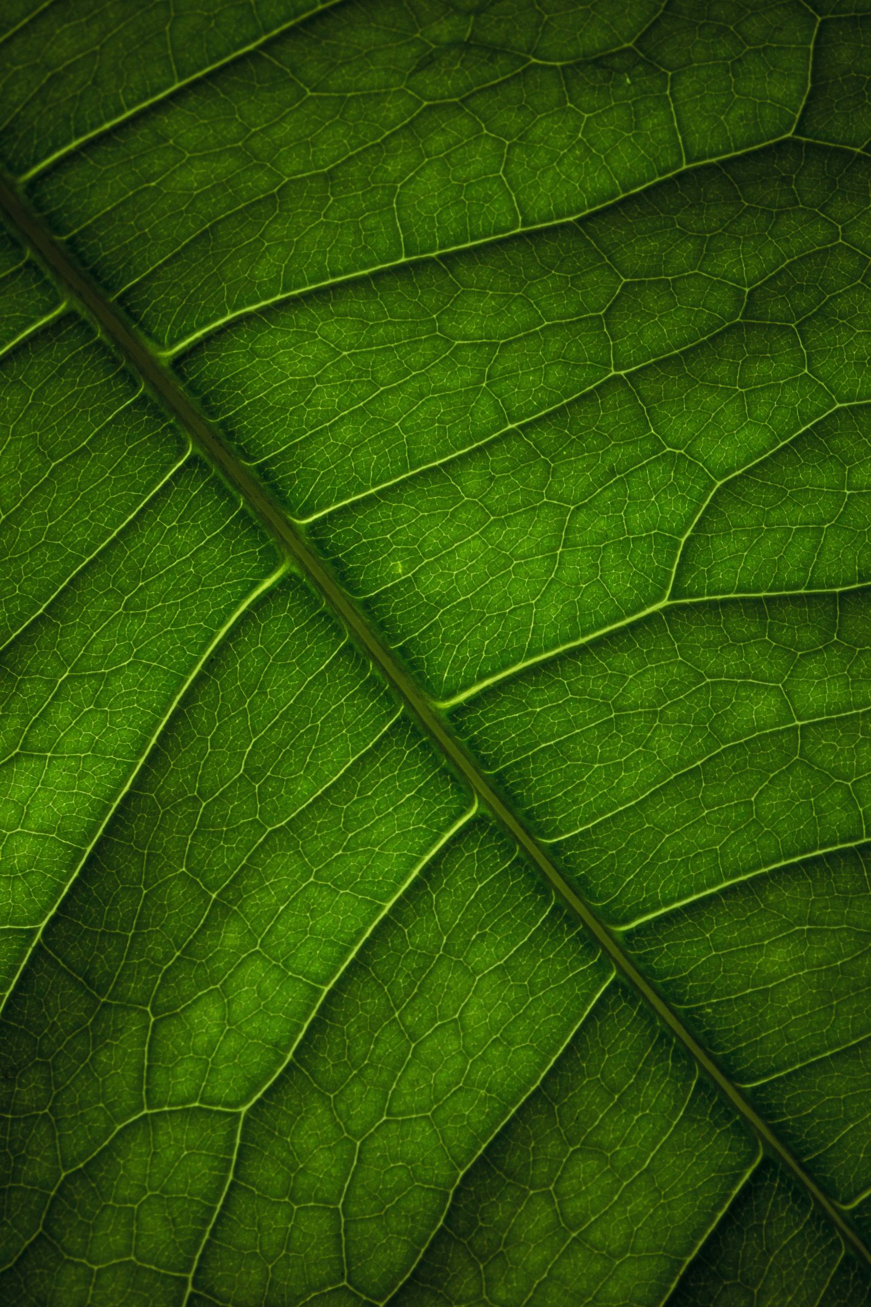 植物击毙僵王图片高清壁纸壁纸预览
