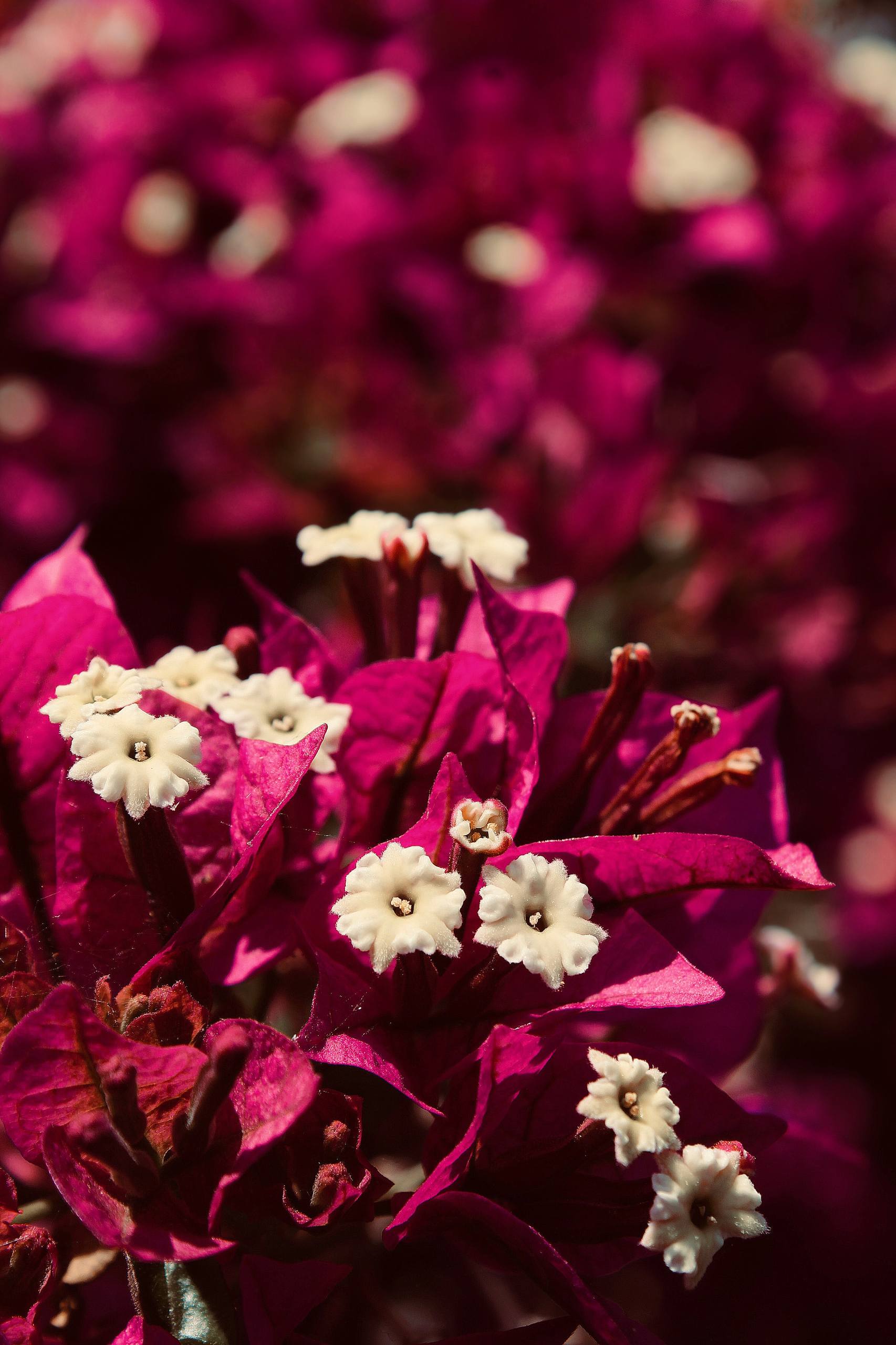 植物分类壁纸推荐图片壁纸预览