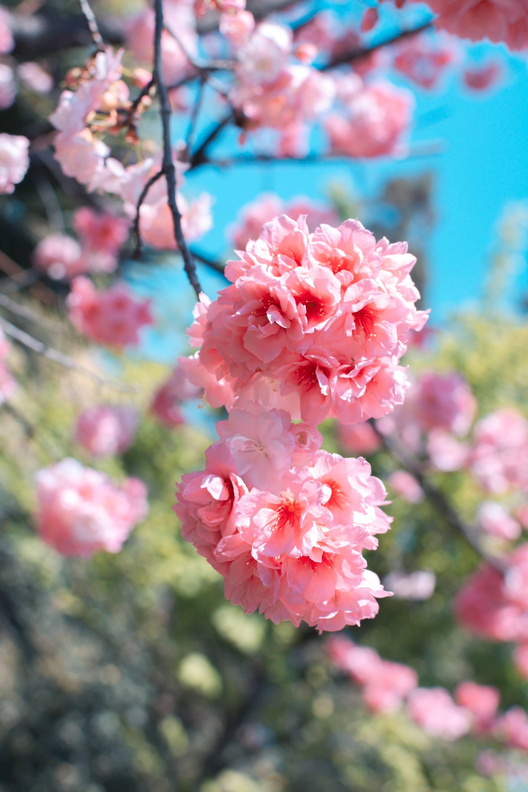 植物励志壁纸图片大全壁纸预览