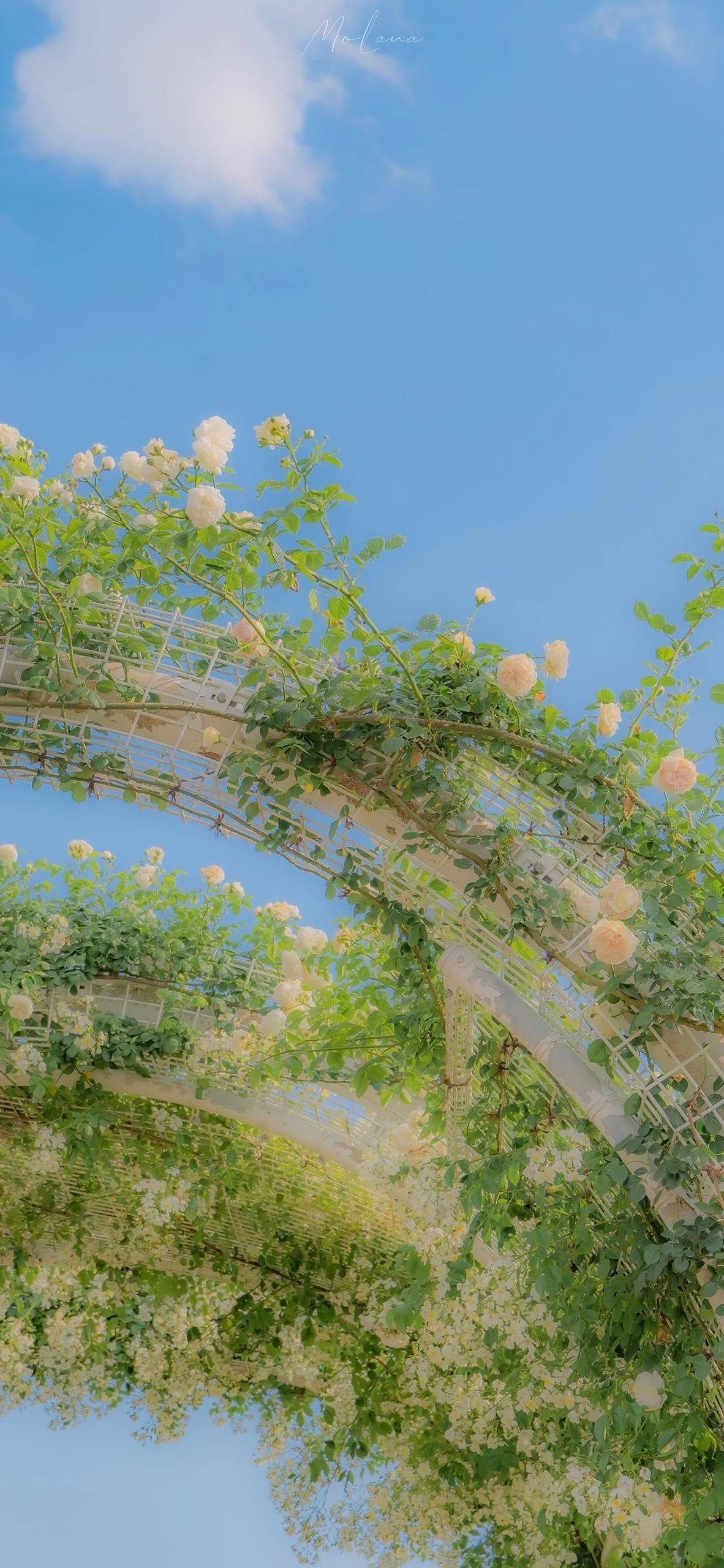 植物发芽壁纸图文壁纸预览