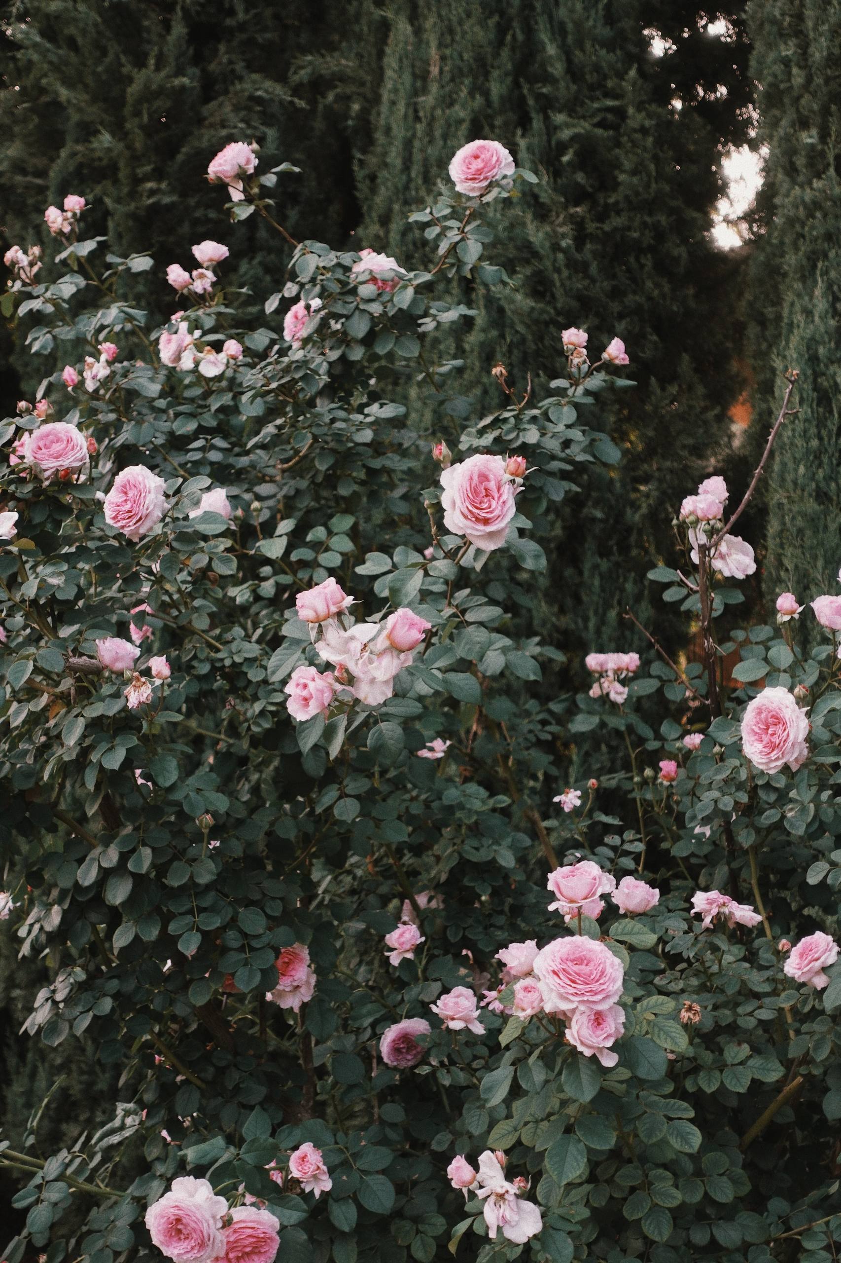 植物唤醒图片高清壁纸壁纸预览