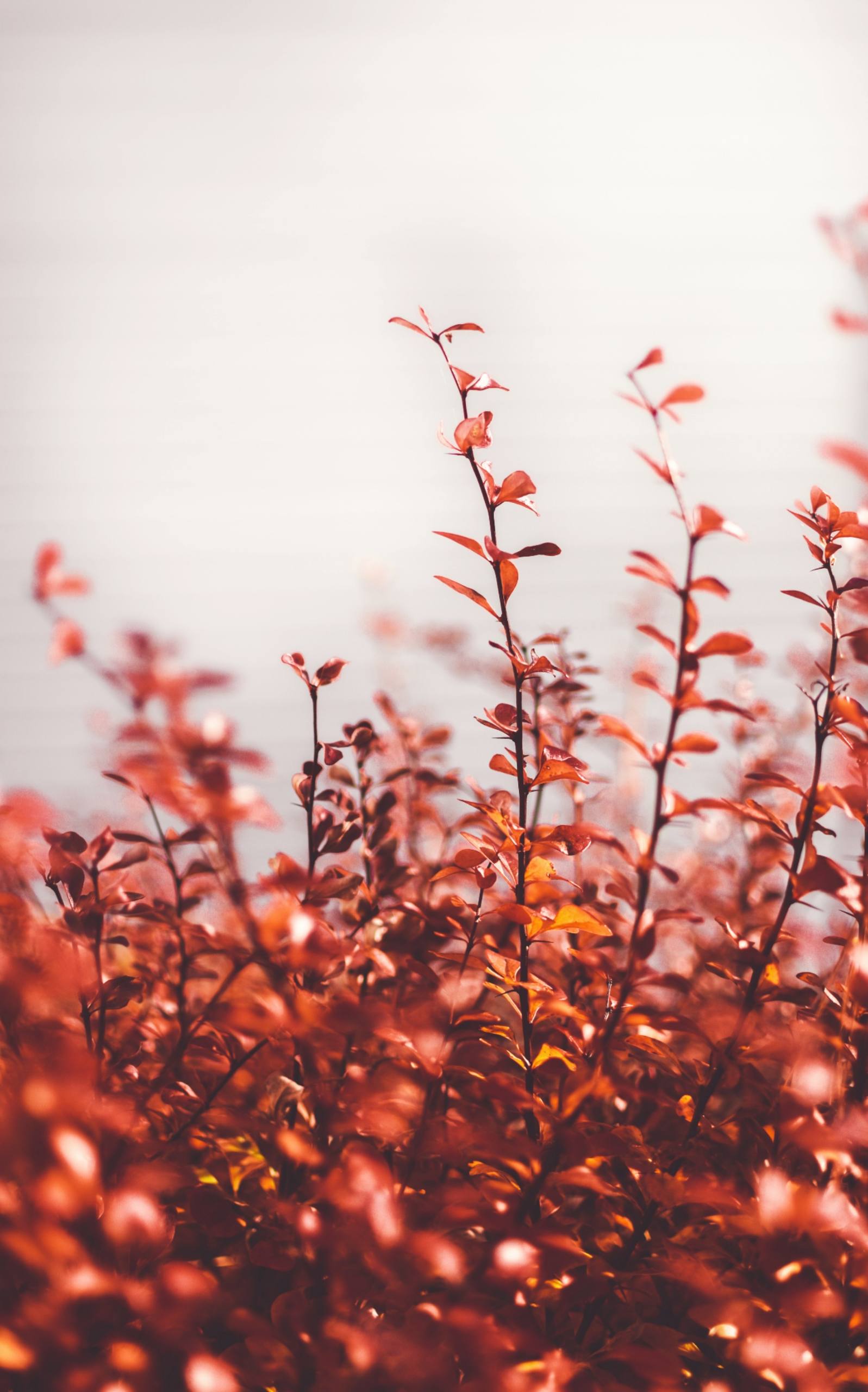 植物园随笔壁纸壁纸预览