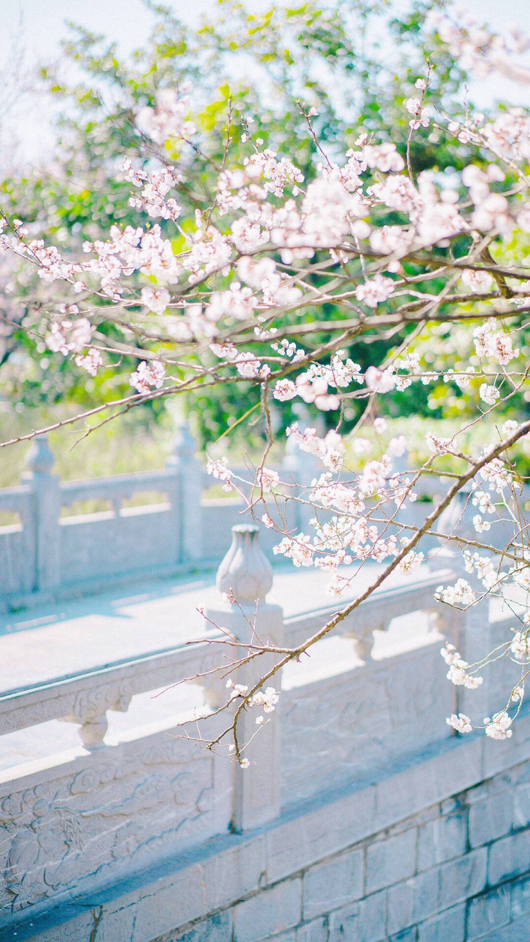 植物壁纸全屏手机推荐吗壁纸预览