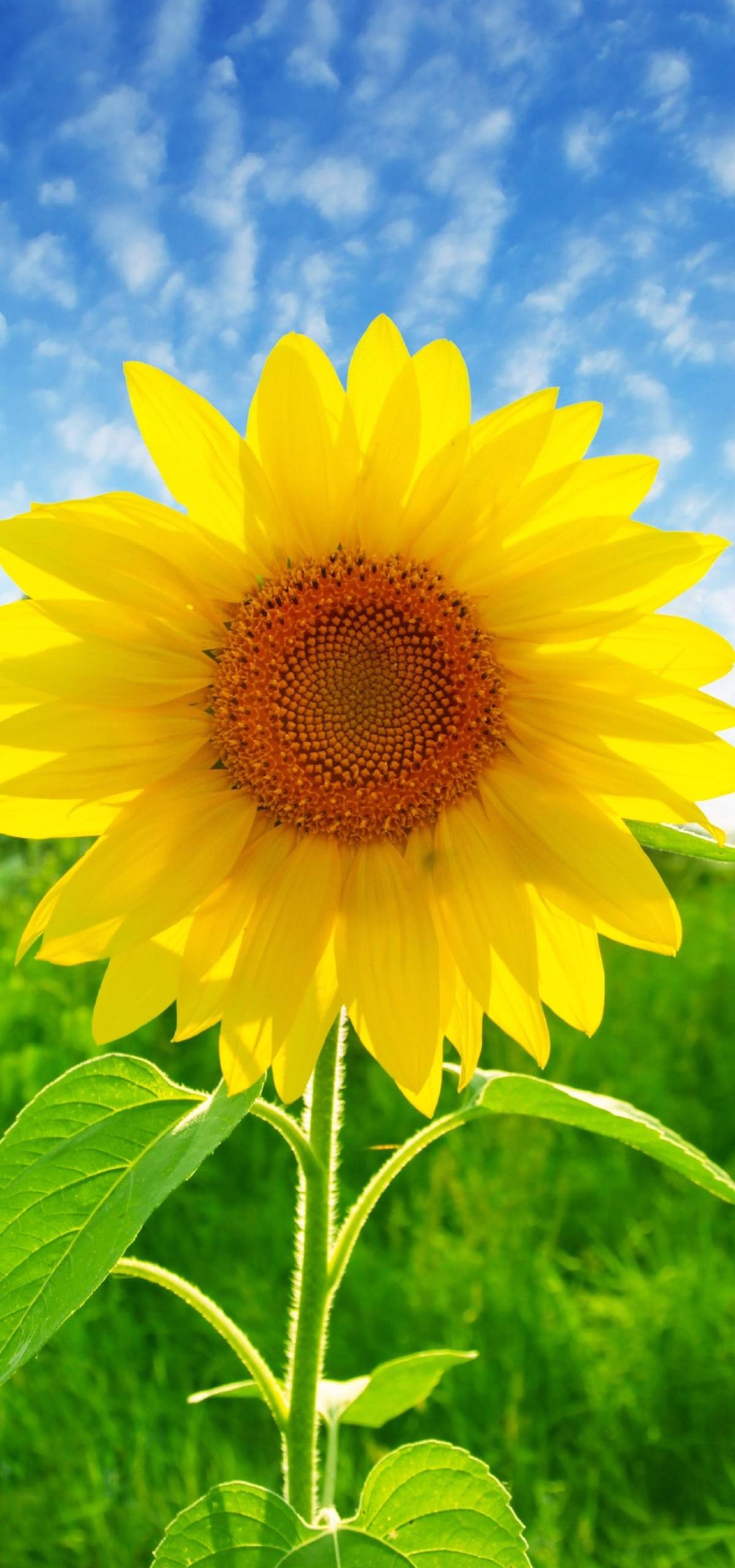 植物壁纸动态人物素材壁纸预览