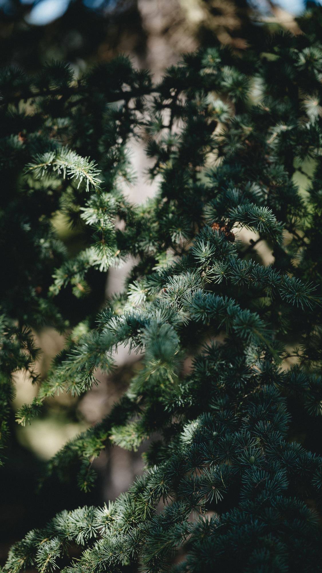 植物壁纸动漫拼接图片app壁纸预览