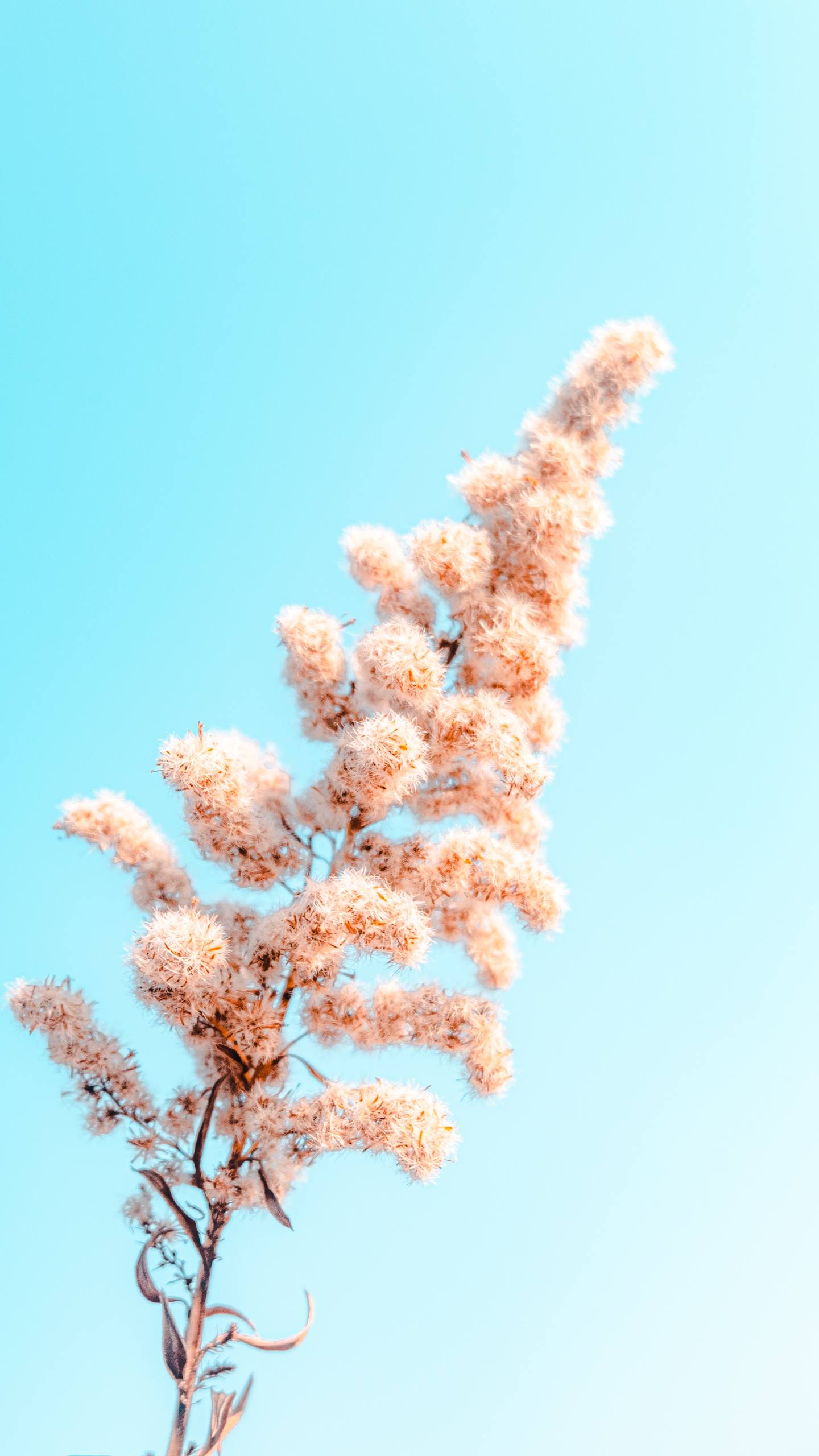 植物壁纸叶子图文并茂壁纸预览