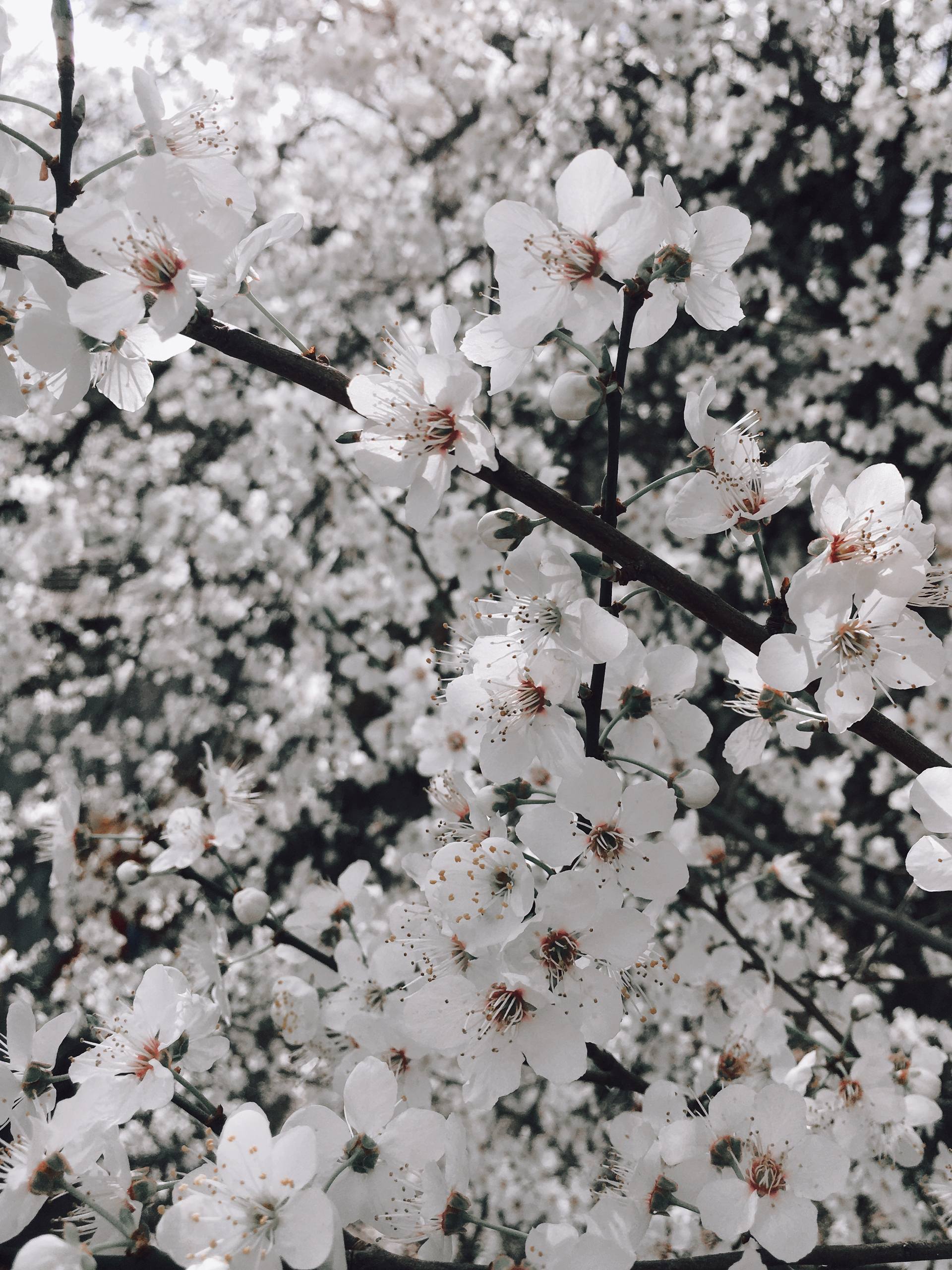 植物壁纸夏天鞋子分享壁纸预览