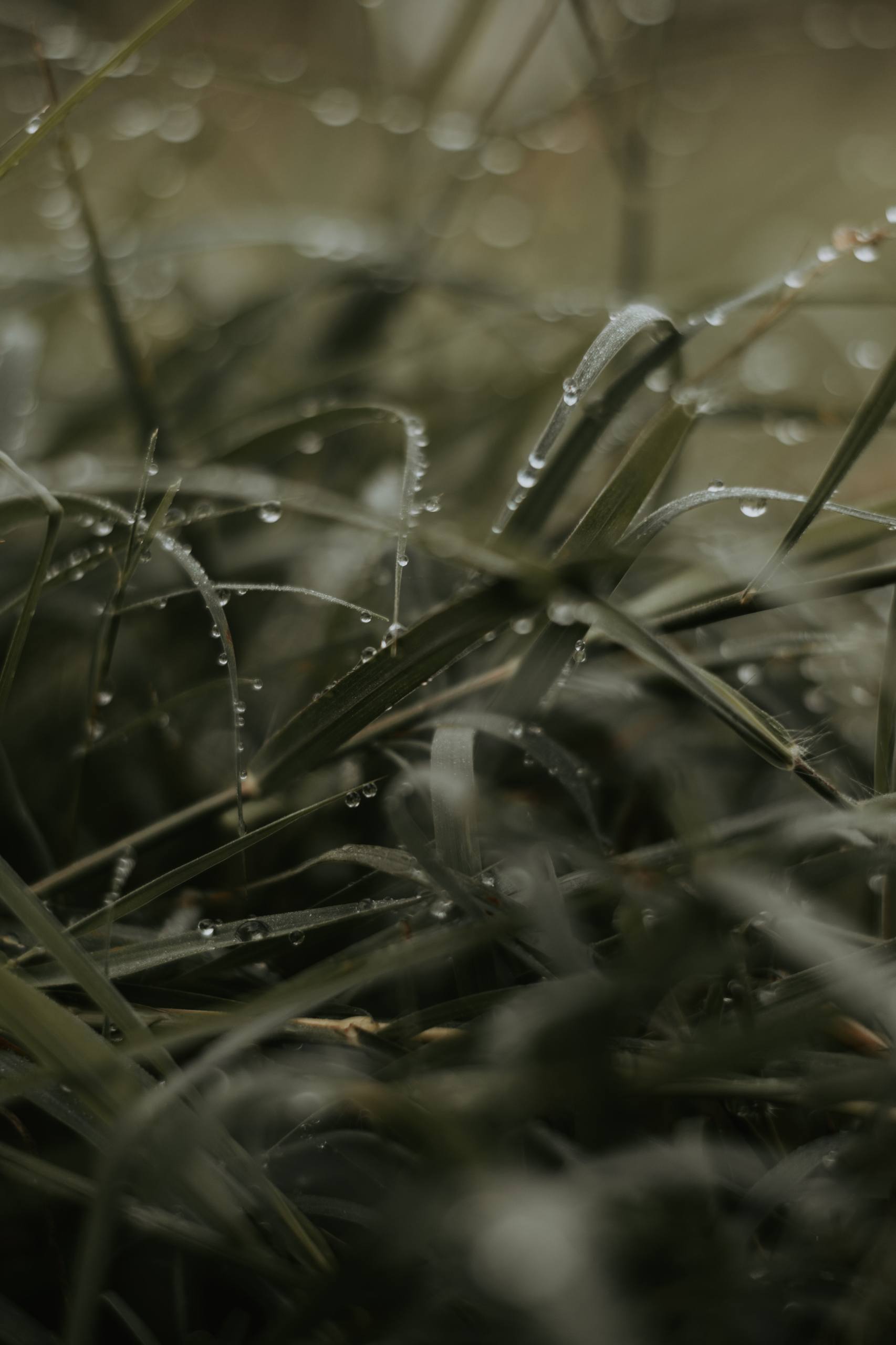 植物壁纸干净美甲法式款壁纸预览