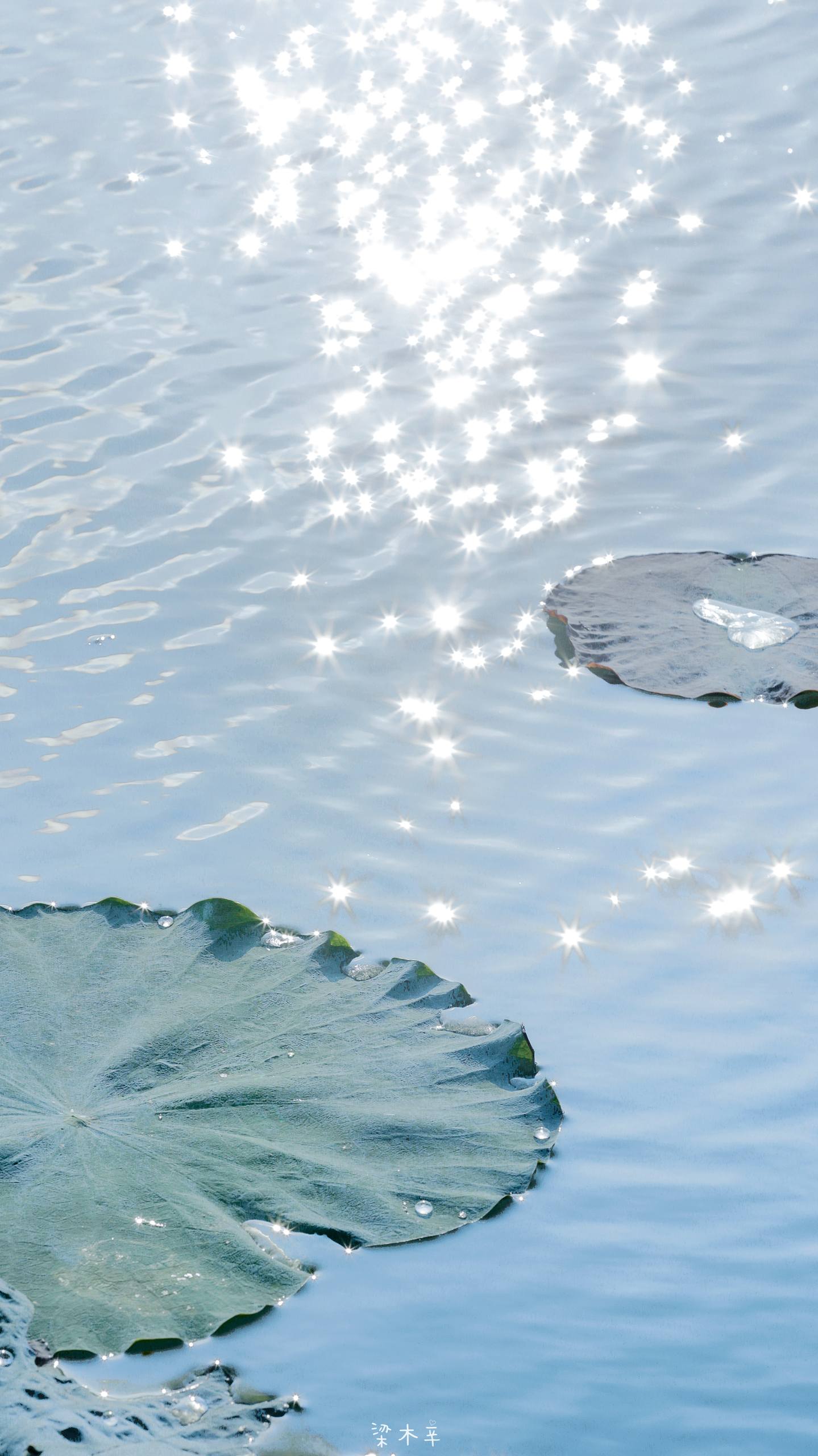 植物壁纸怎么画好看壁纸预览