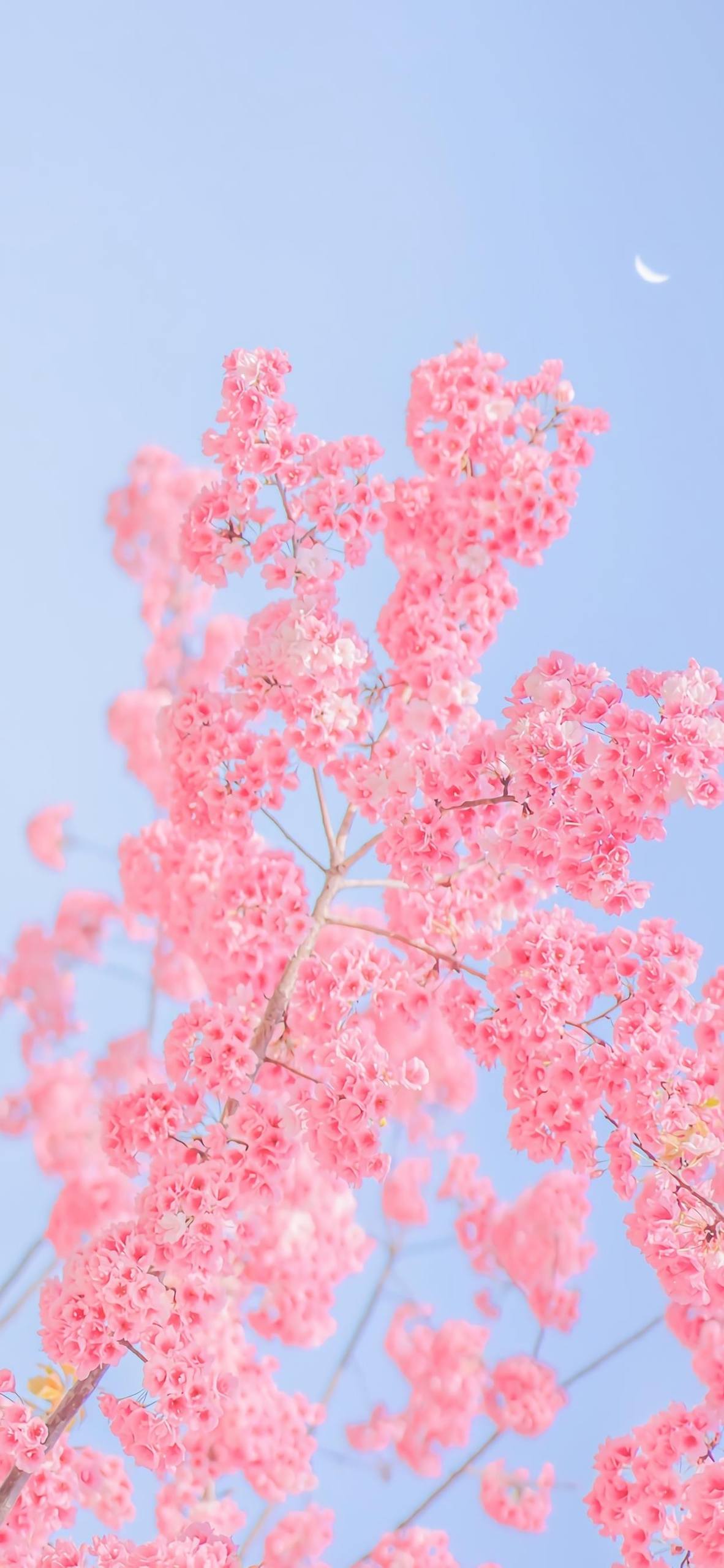植物壁纸画法图片大全壁纸预览