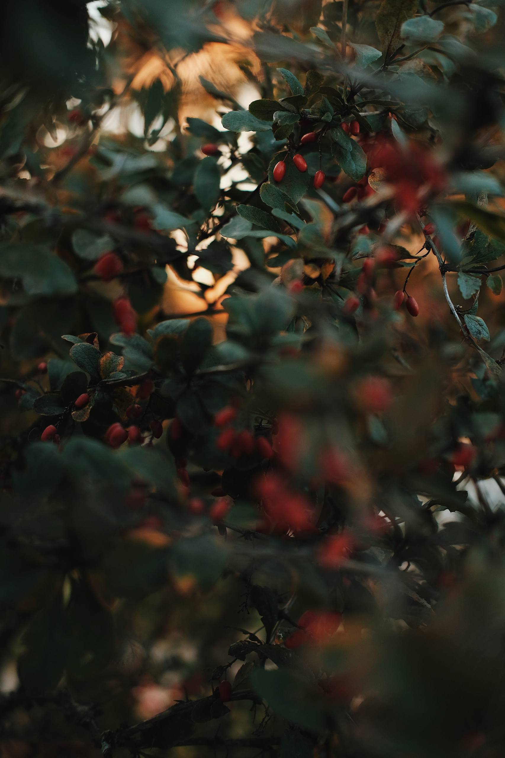 植物壁纸街拍文案图片壁纸预览