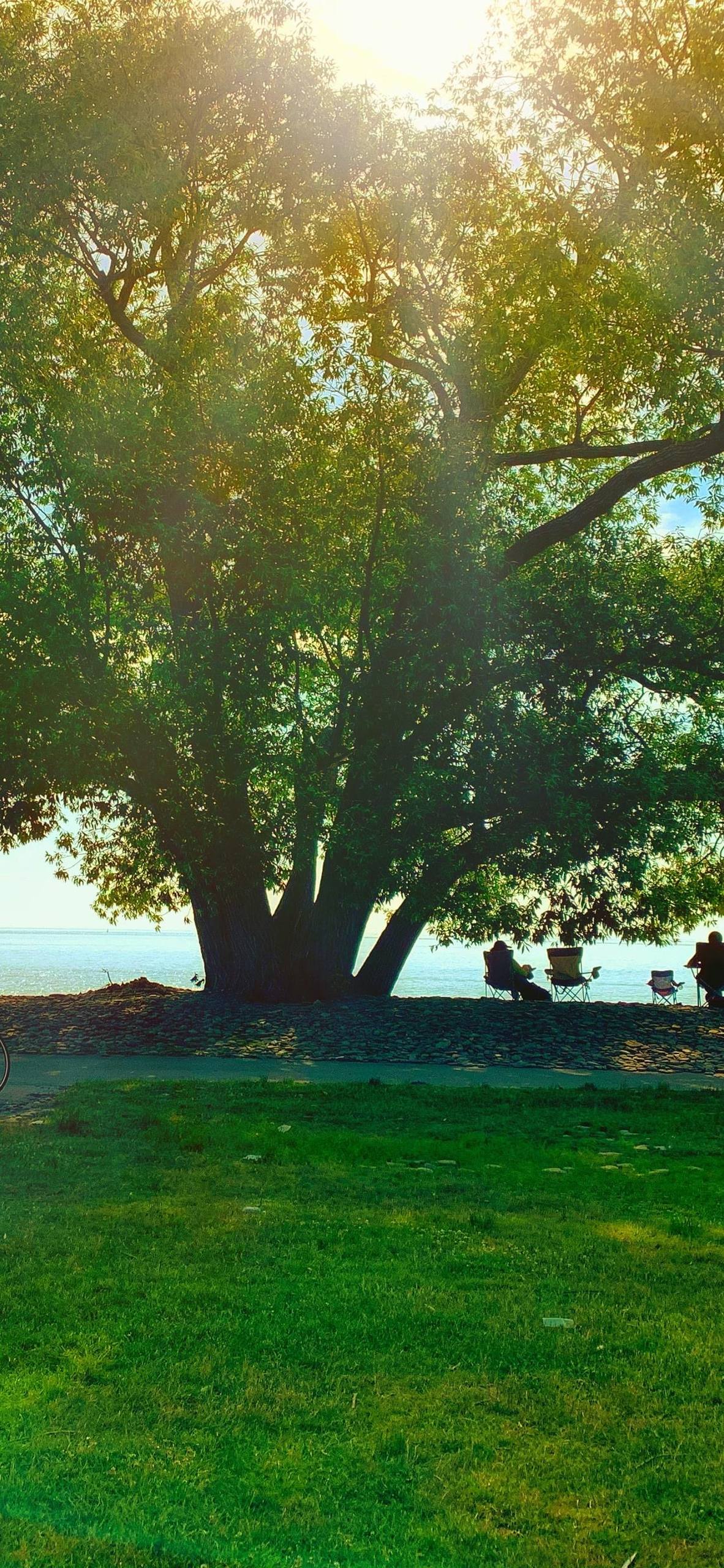 植物壁纸街拍视频素材网壁纸预览