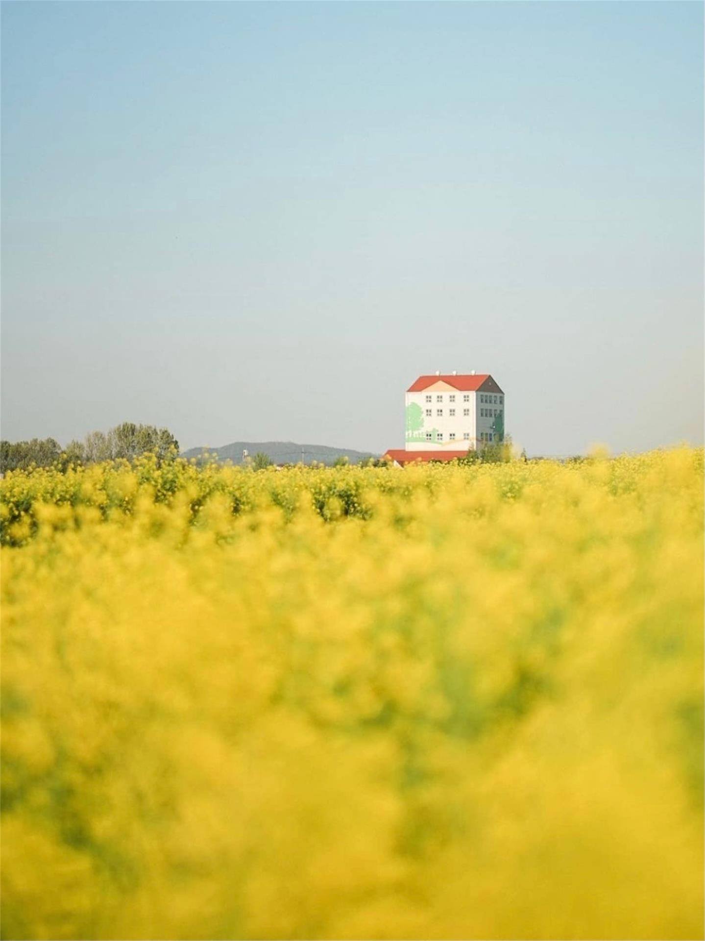 植物大僵尸壁纸游戏下载壁纸预览