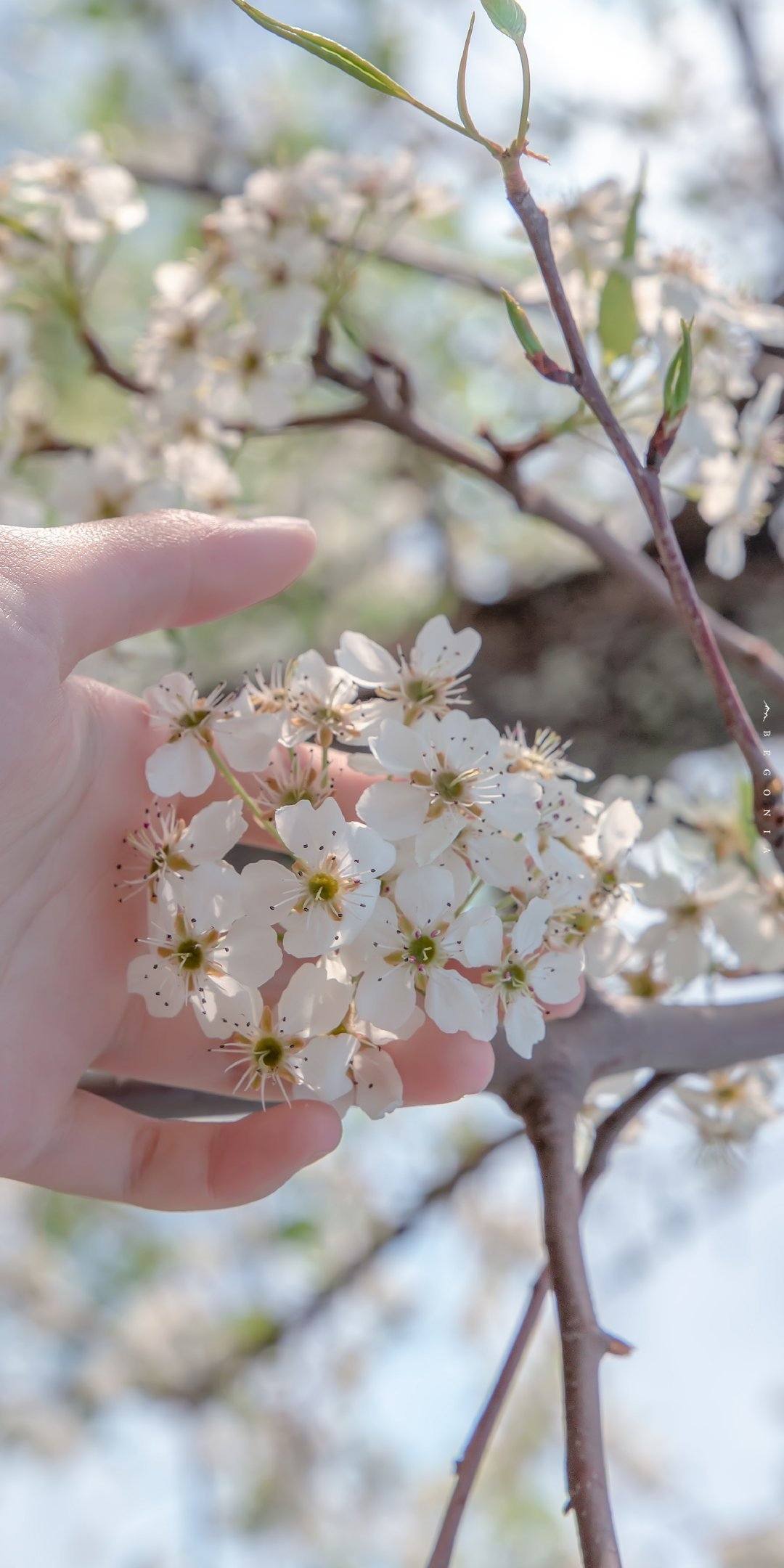 植物大战僵壁纸头像壁纸预览