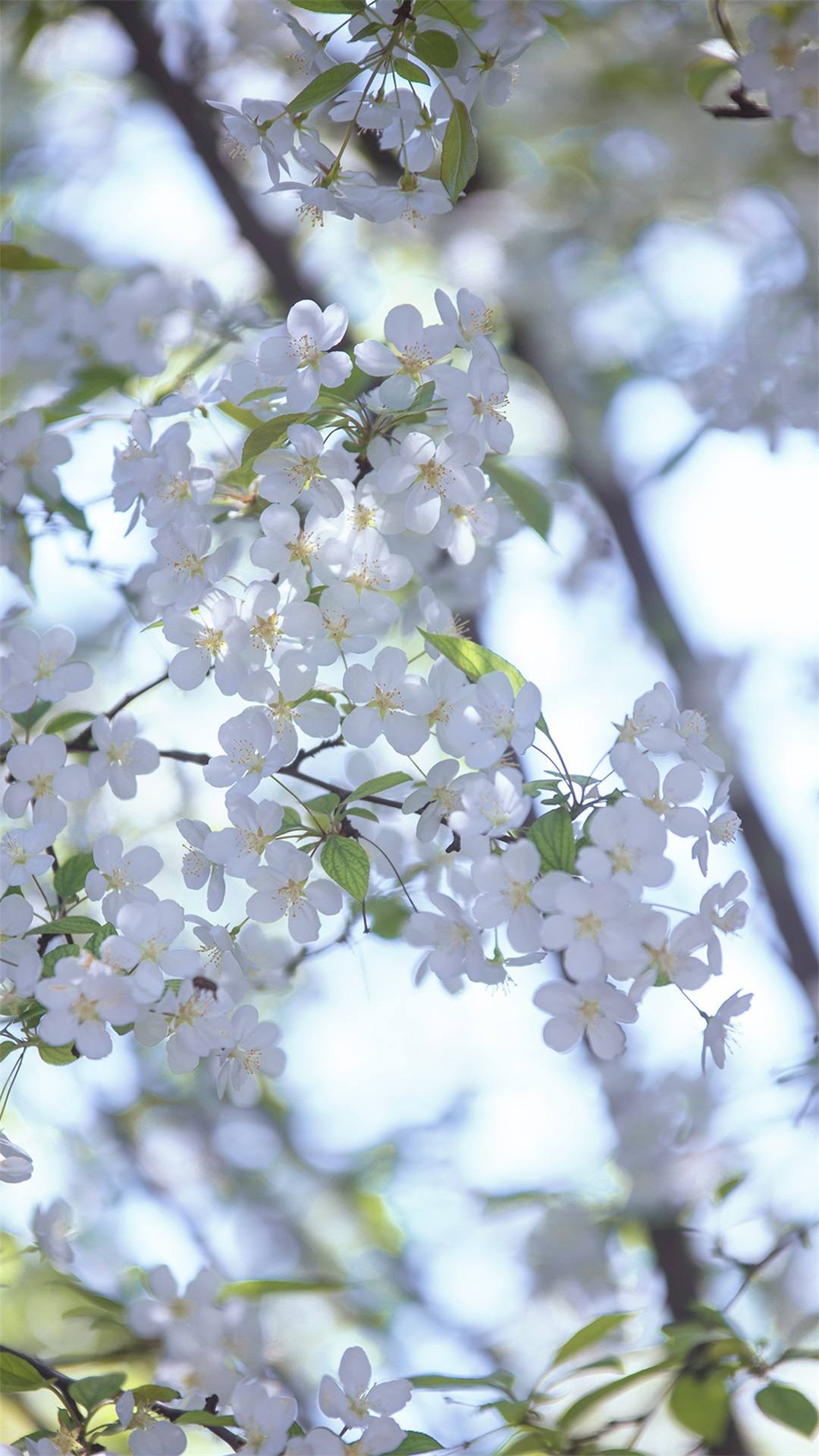 植物宝贝壁纸壁纸预览