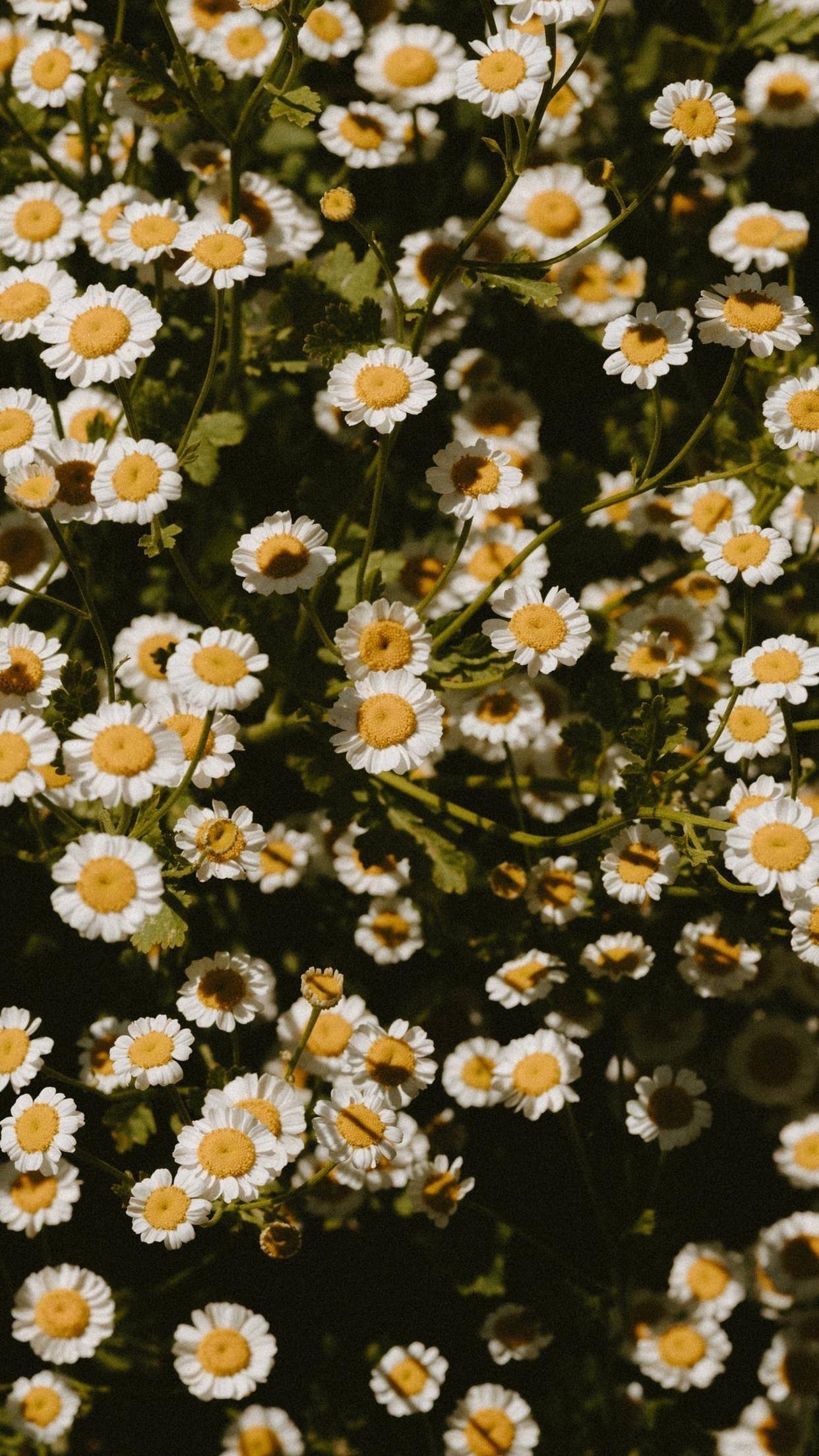 植物带有水珠的壁纸图案壁纸预览